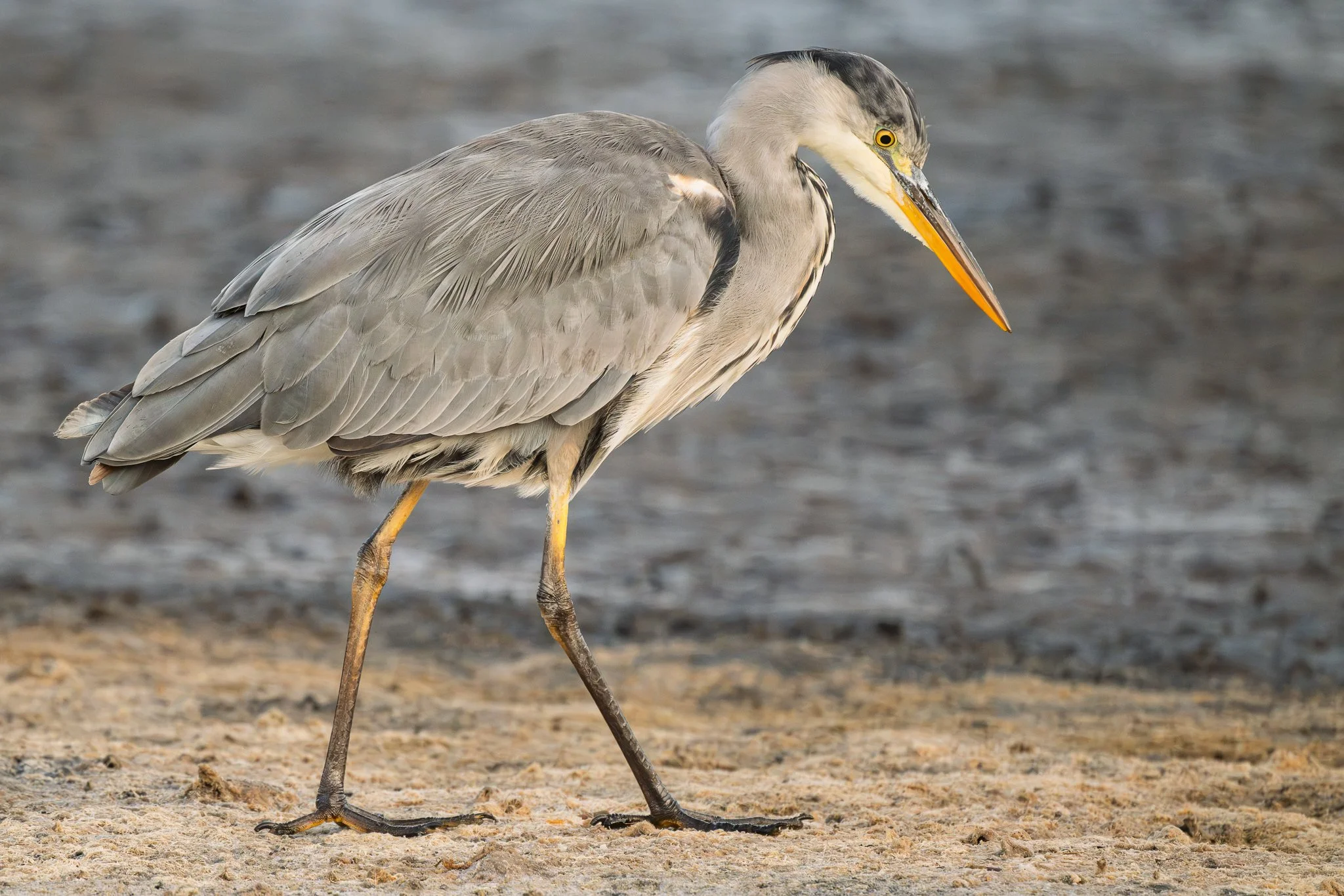 Grey Heron