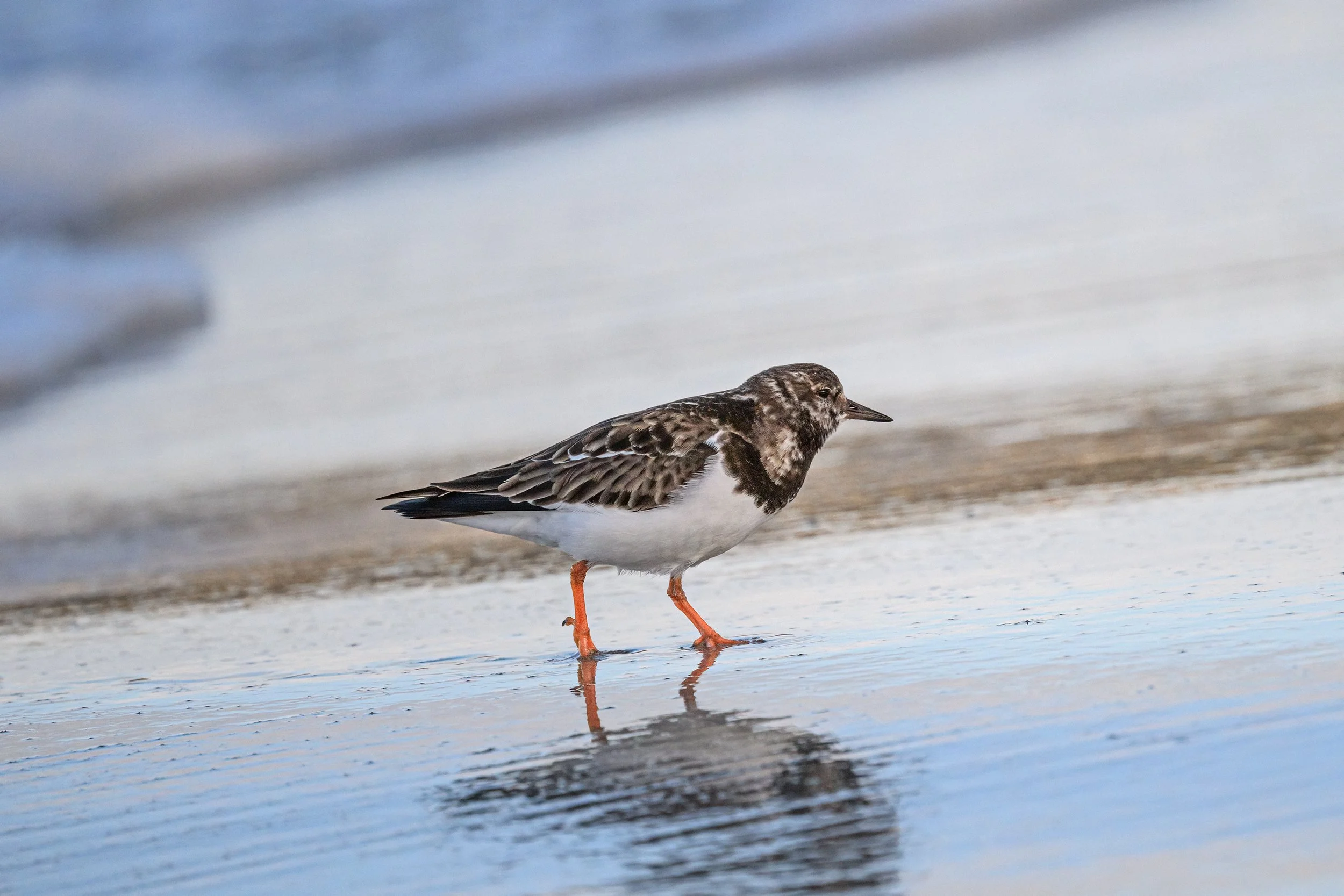 Turnstone