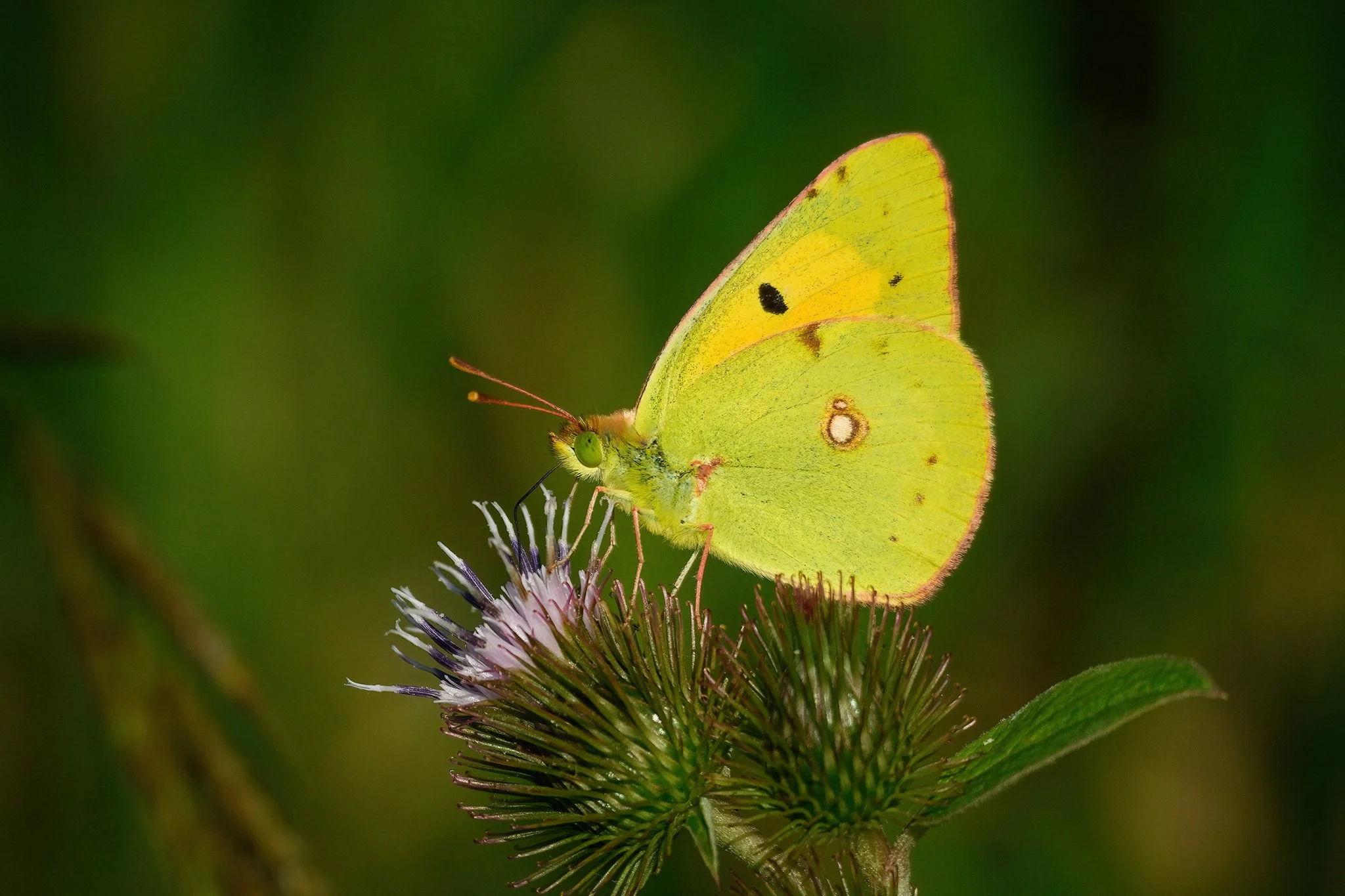 Clouded yellow
