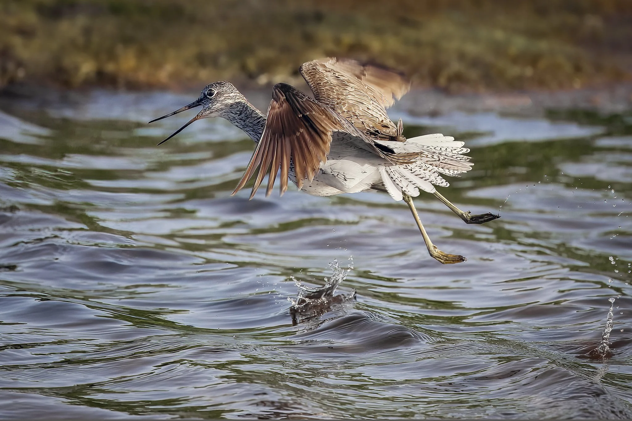 Greenshank