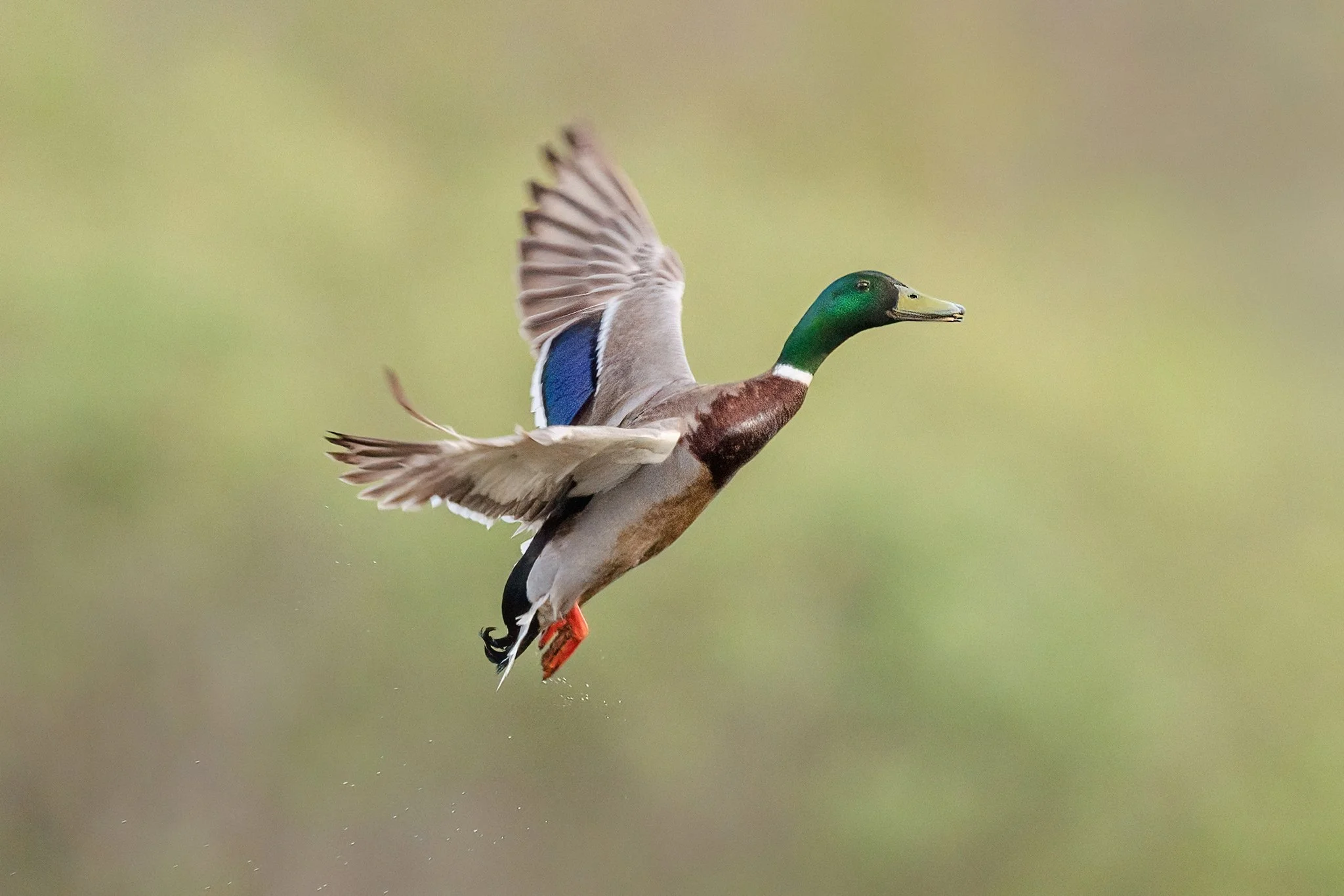 Mallard
