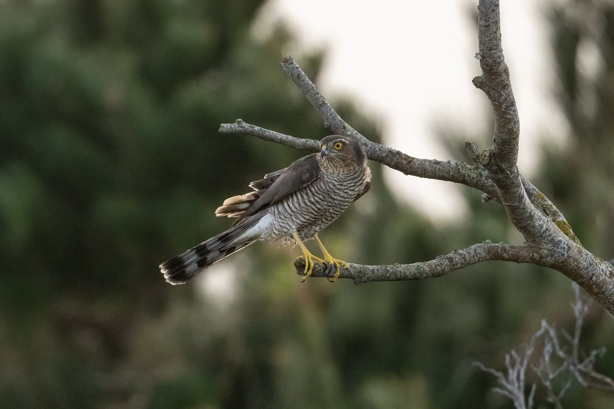 Sparrowhawk