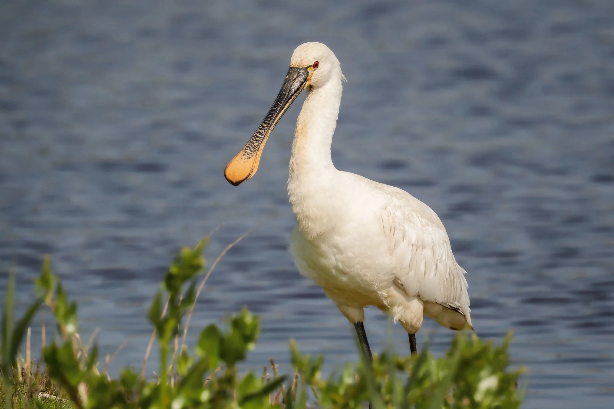 Spoonbill