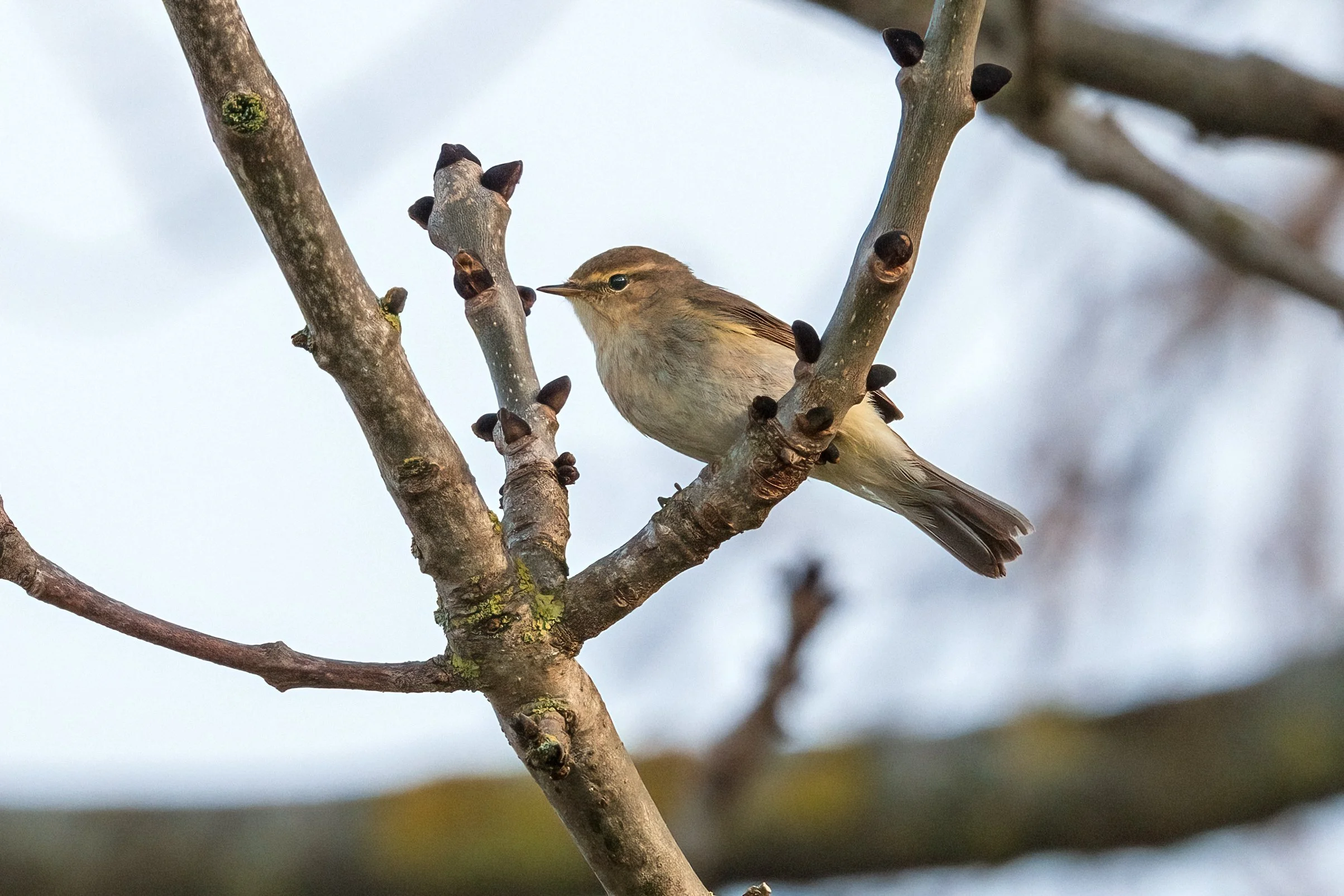 ChiffChaff