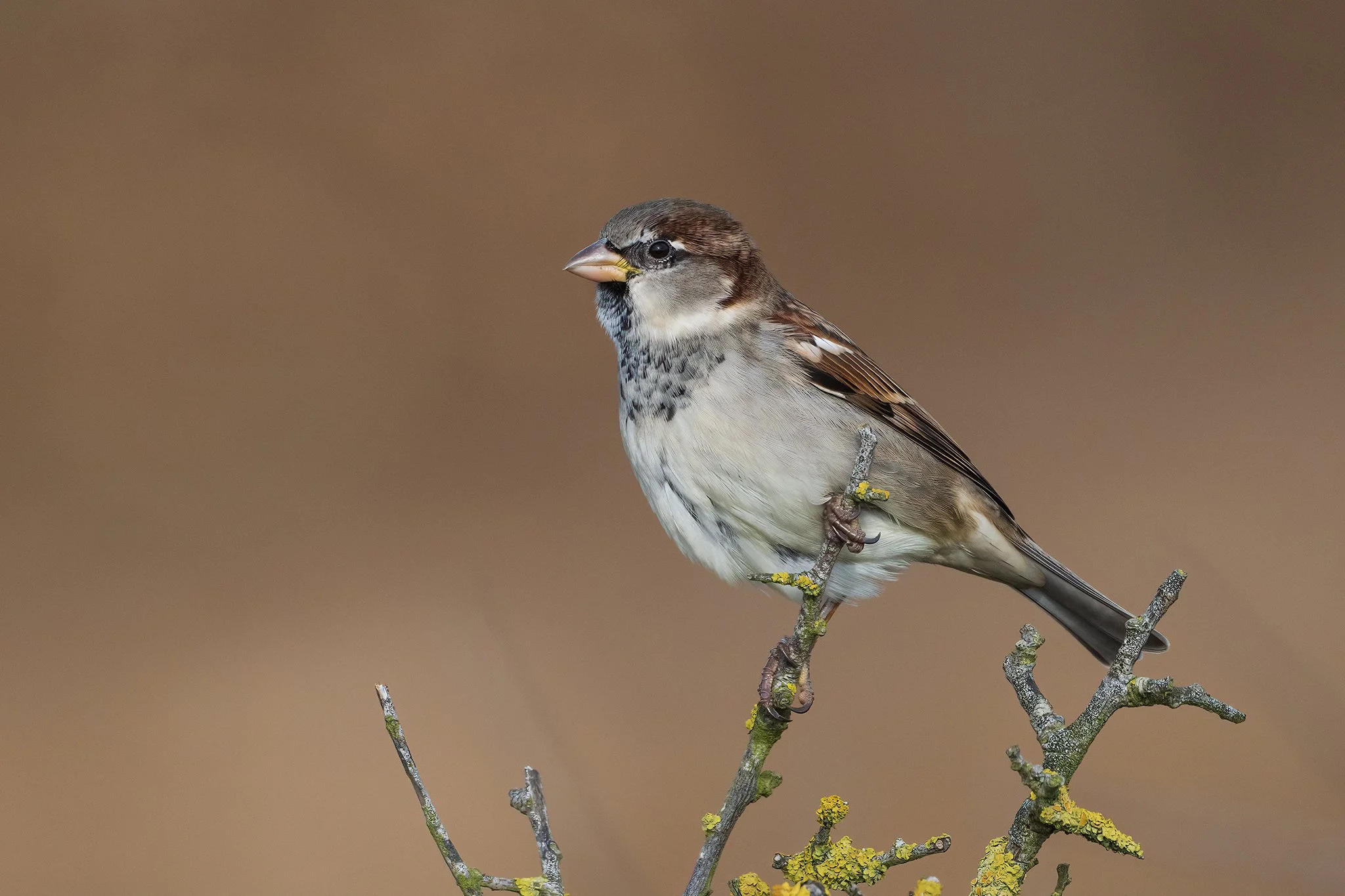 House Sparrow