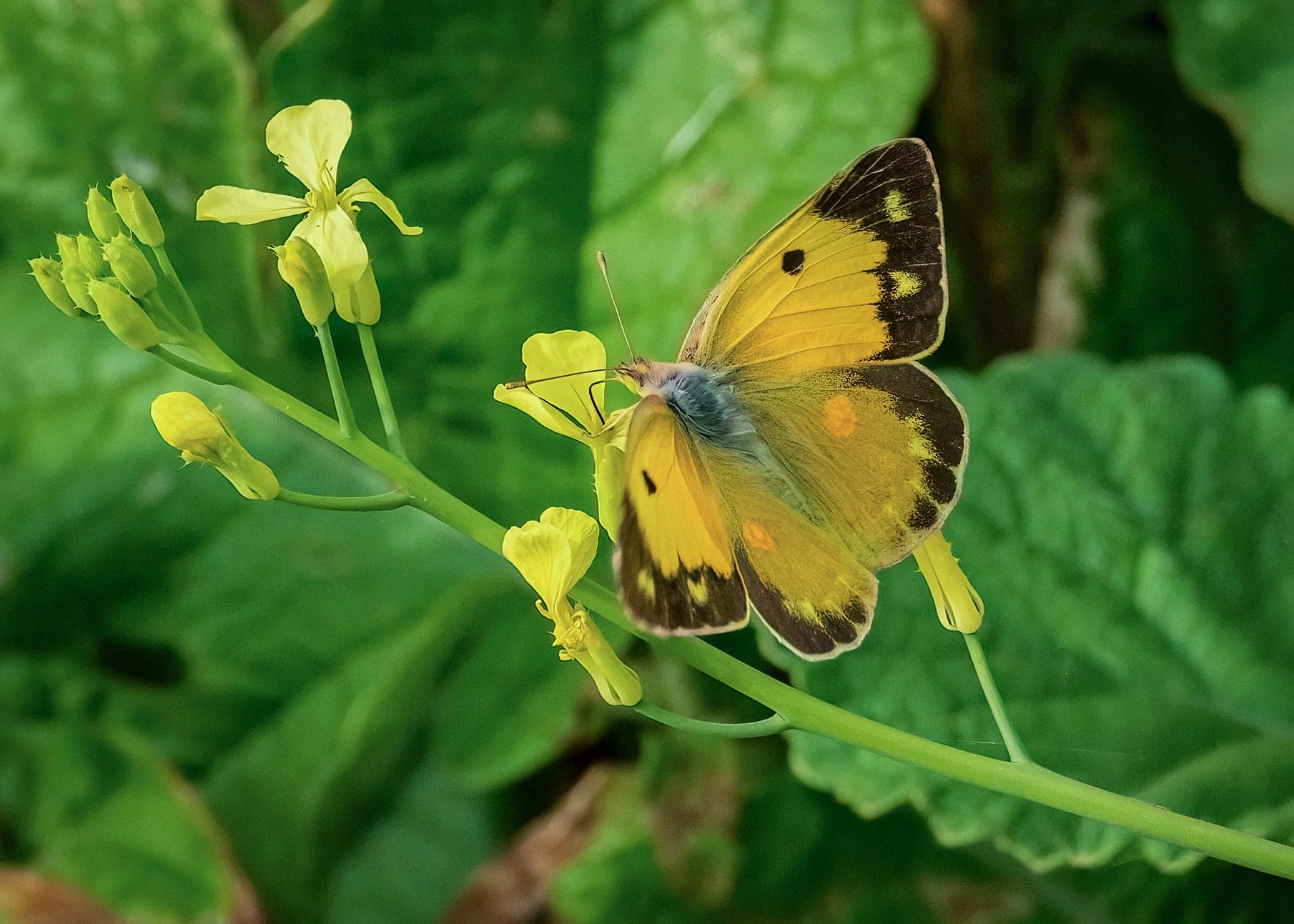Clouded Yellow