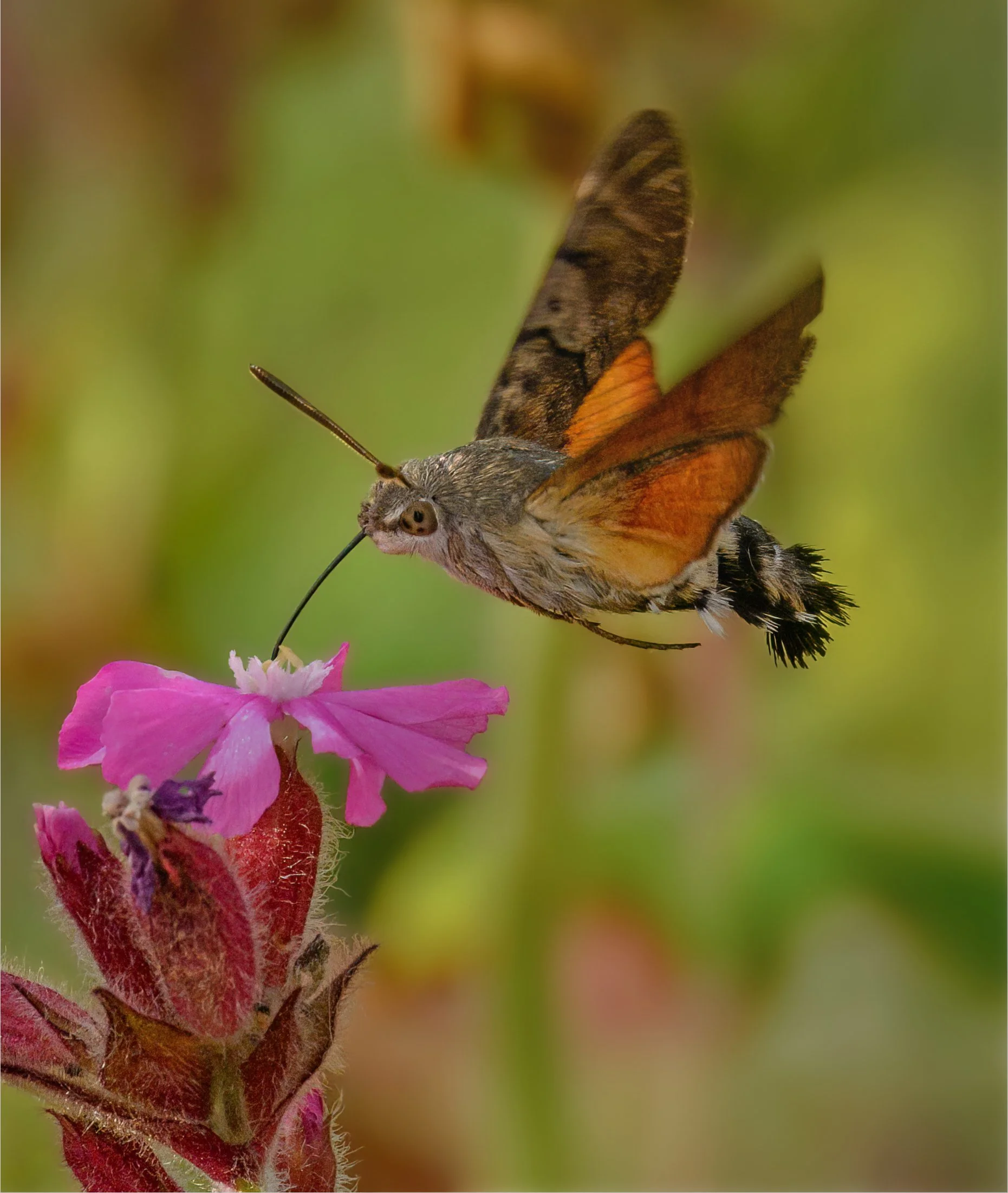 Hummingbird Hawk Moth