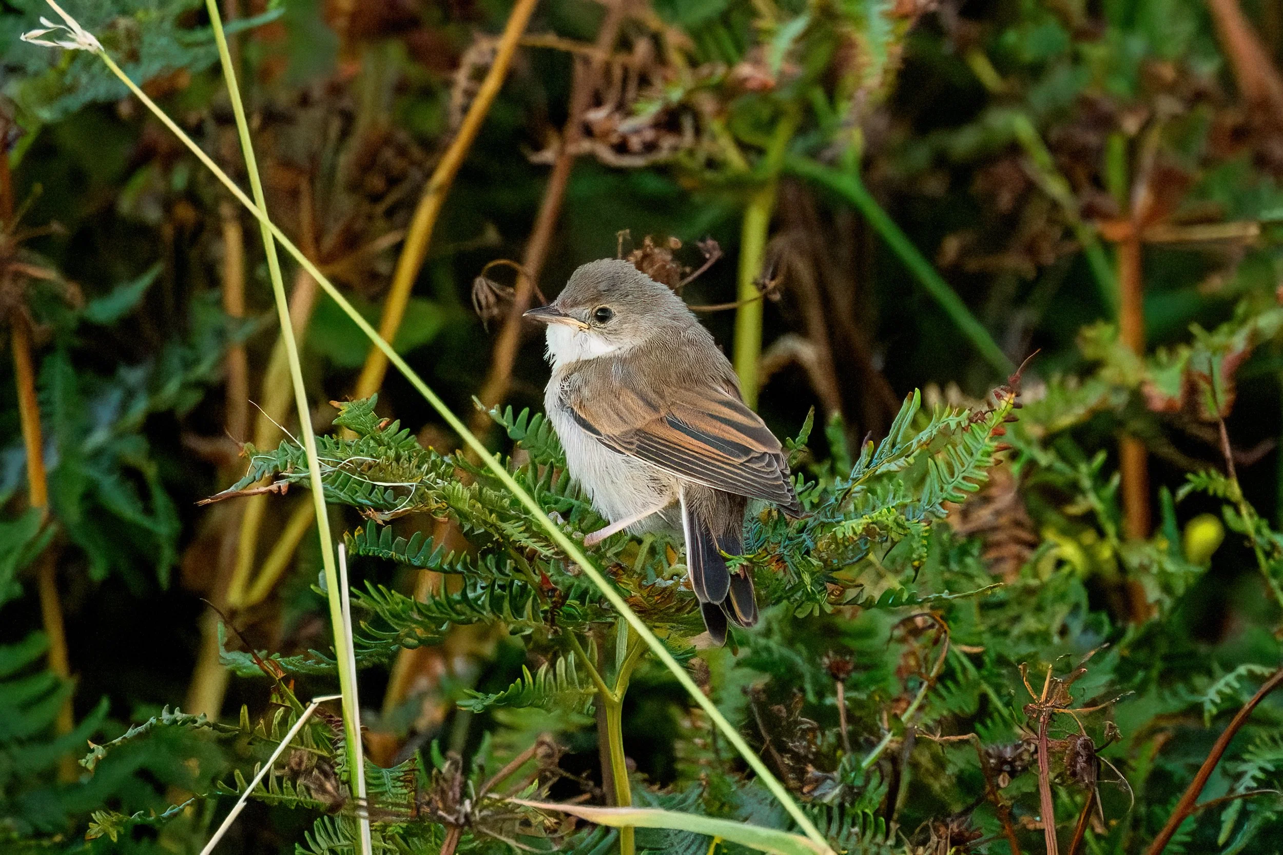 Whitethroat
