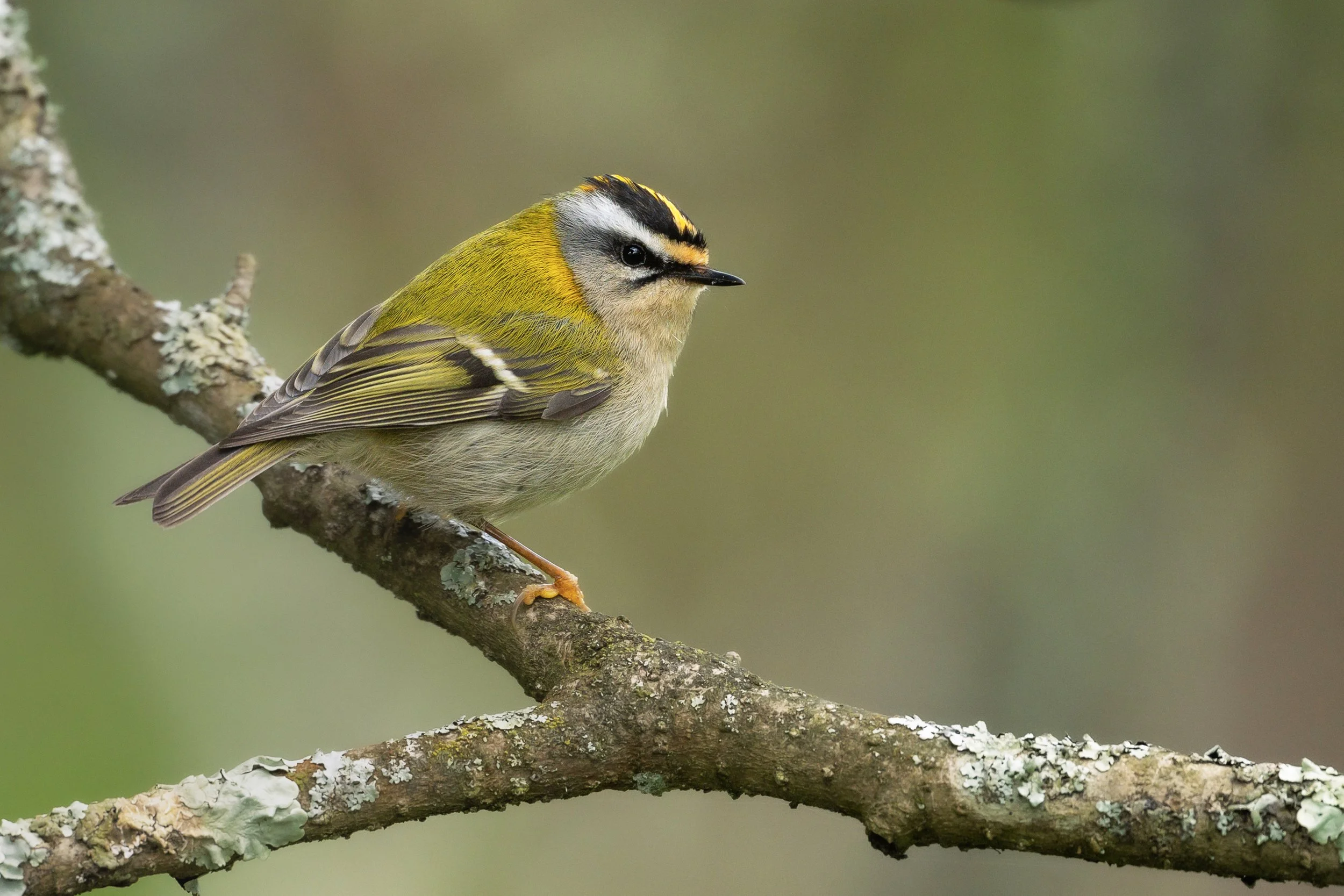 Firecrest