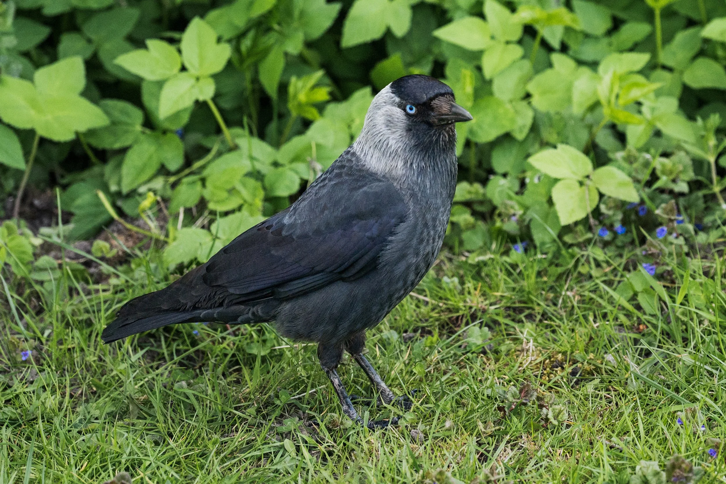 Jackdaw