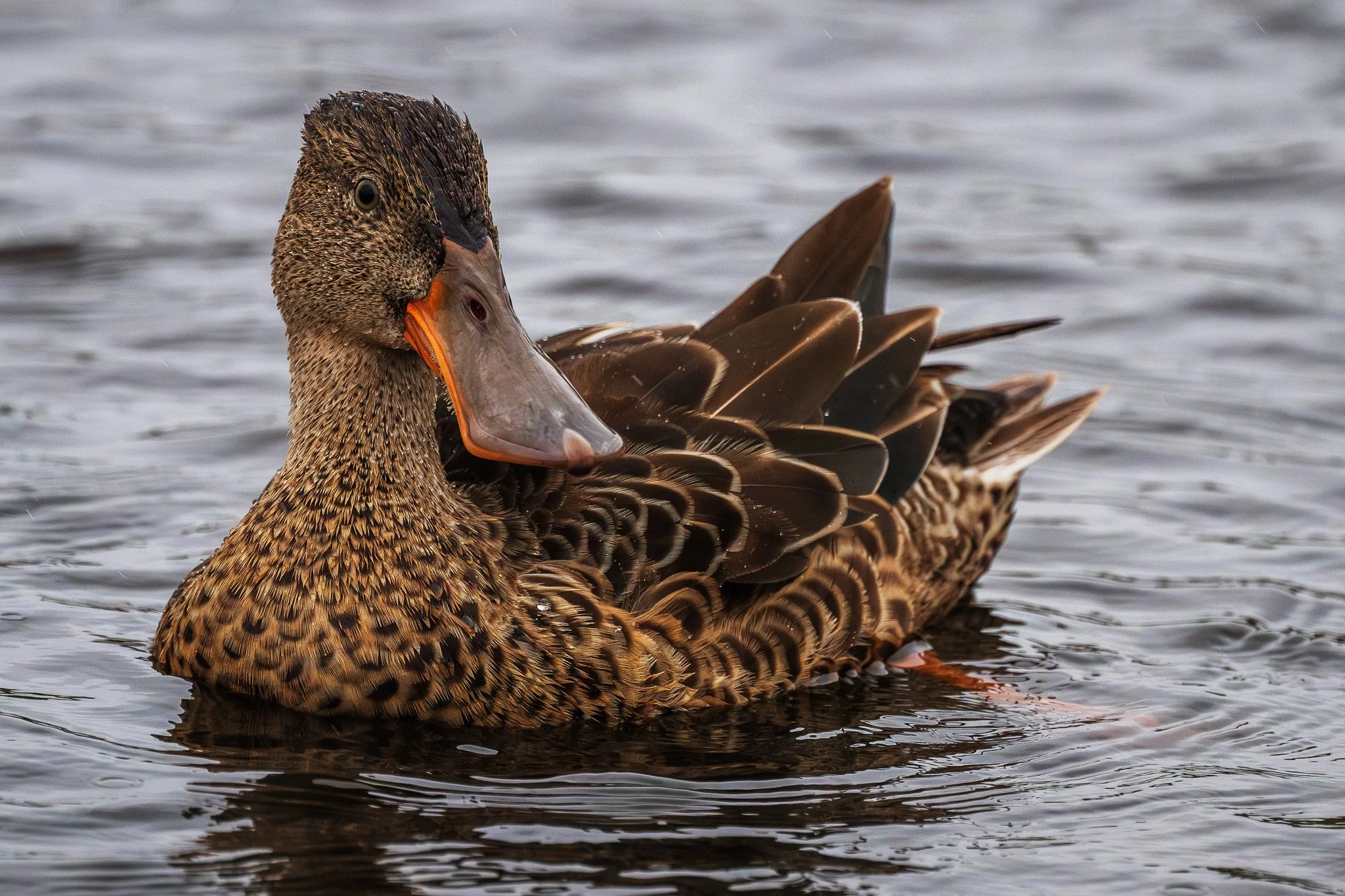 Shoveler