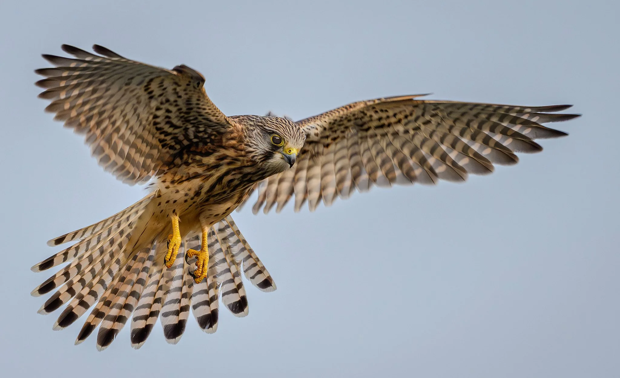 Kestrel Cropped FB.jpg