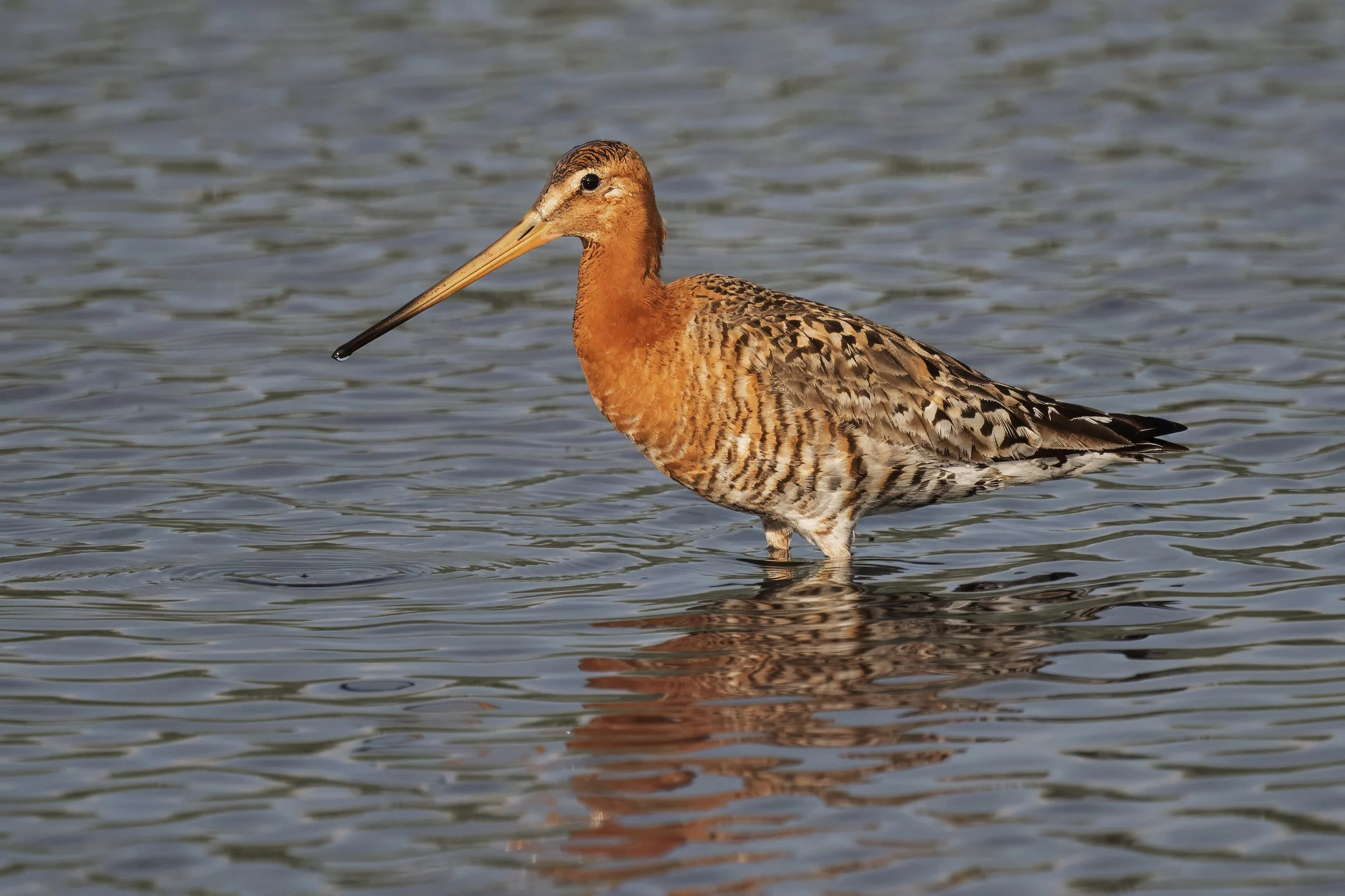 Black-tailed Godwit