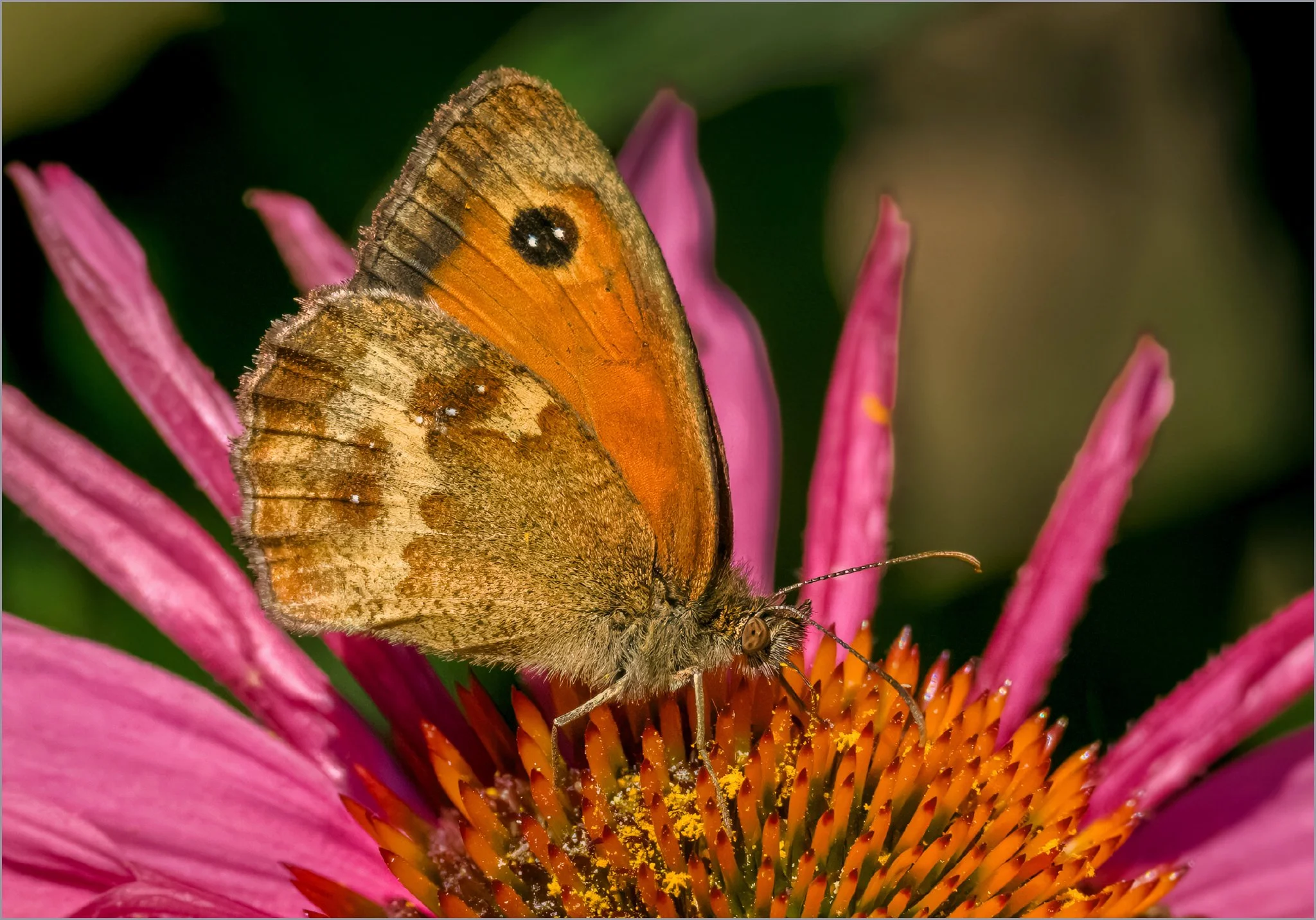 Gatekeeper
