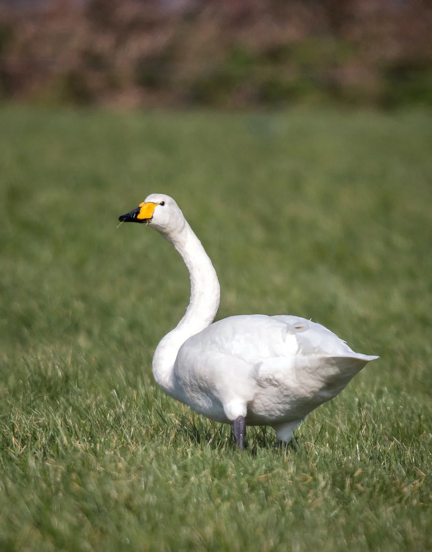 Whooper Swan