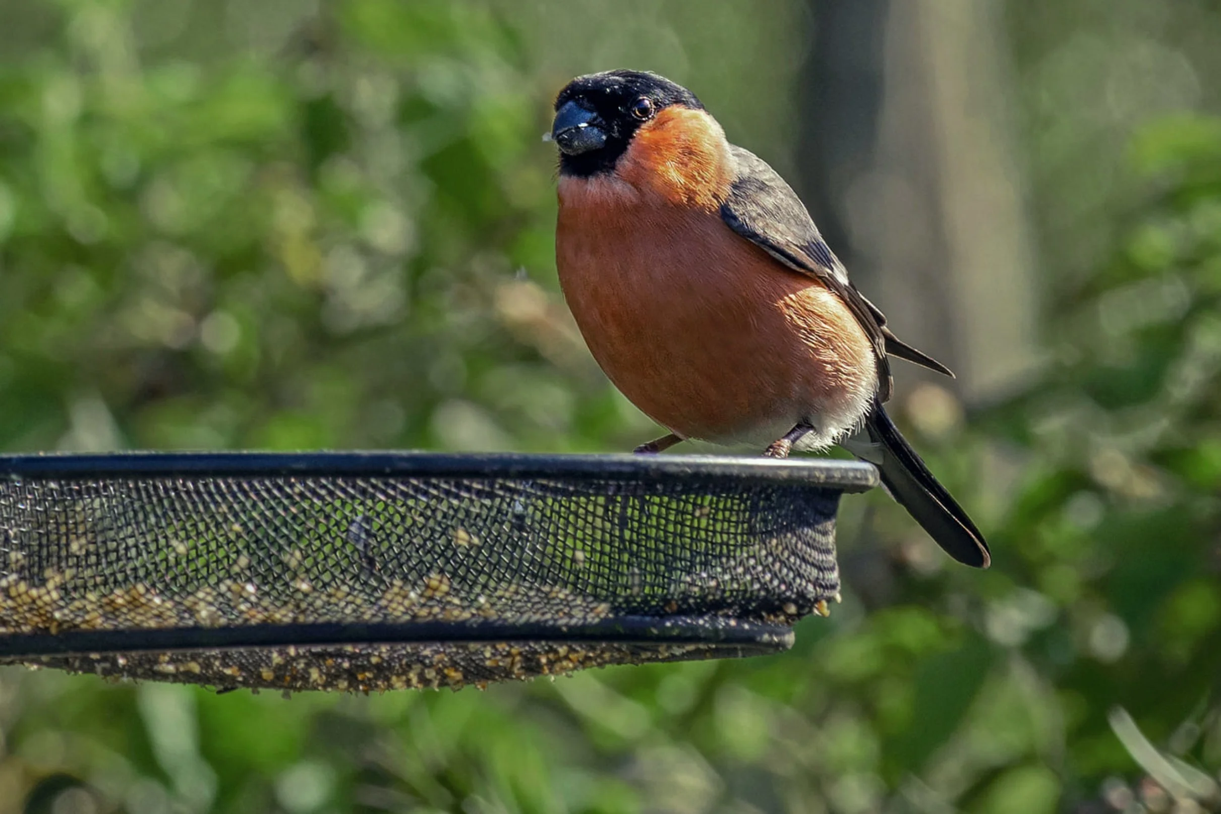 Bullfinch