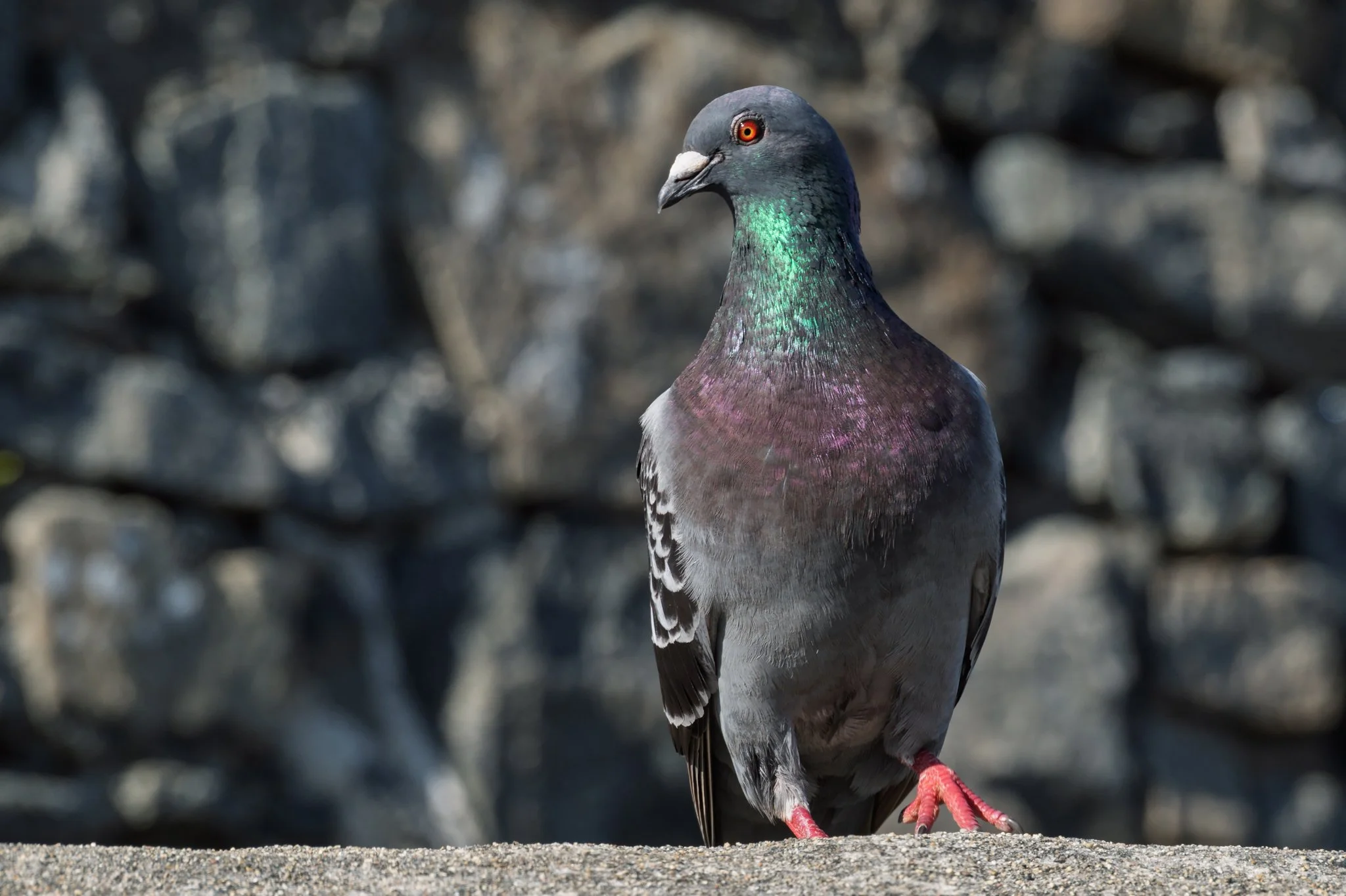 Rock Pigeon