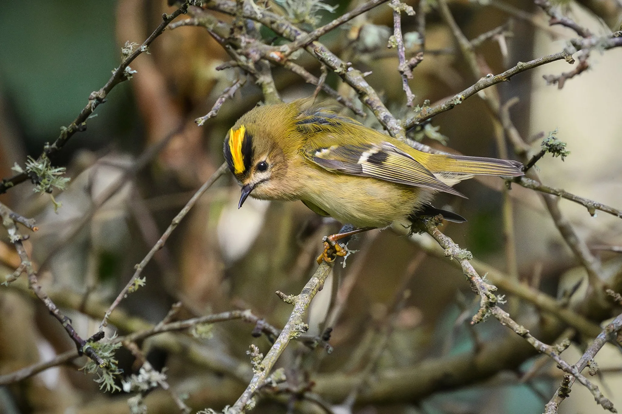 Goldcrest