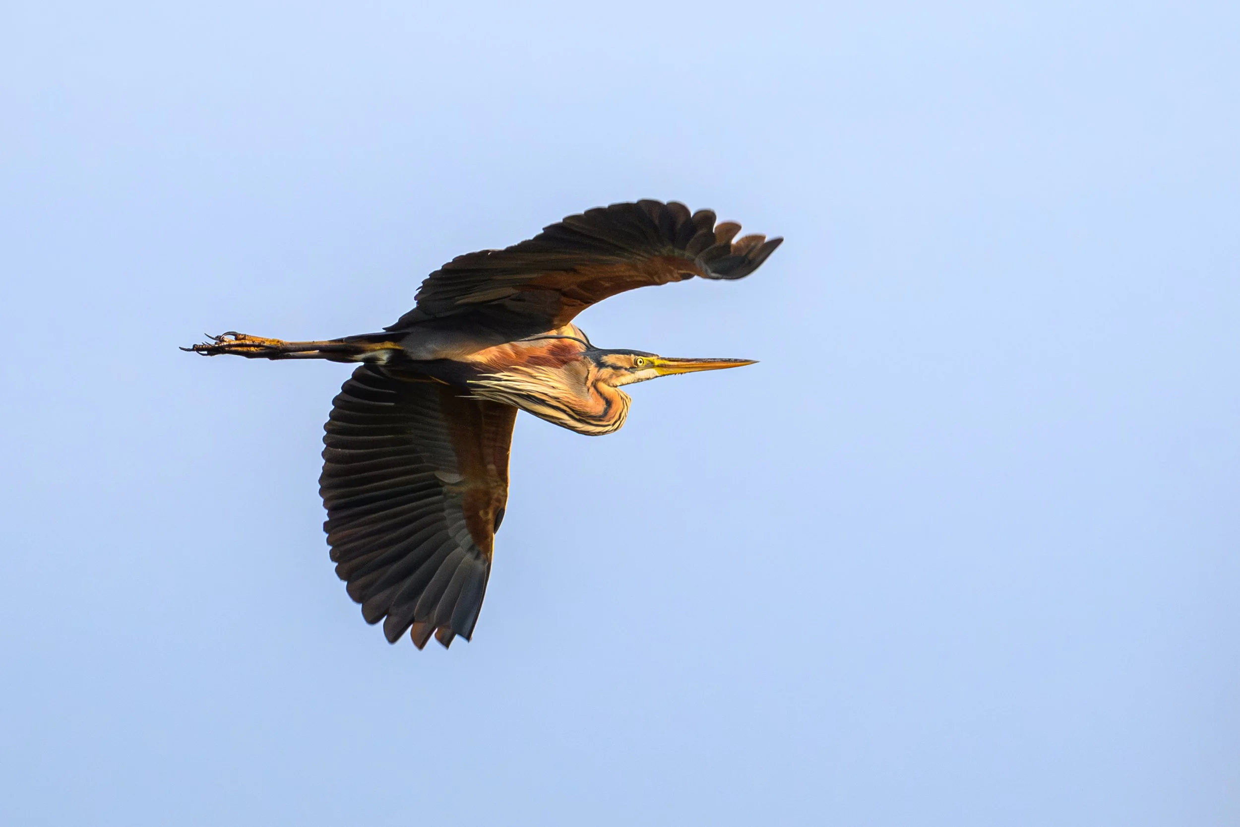 Purple Heron