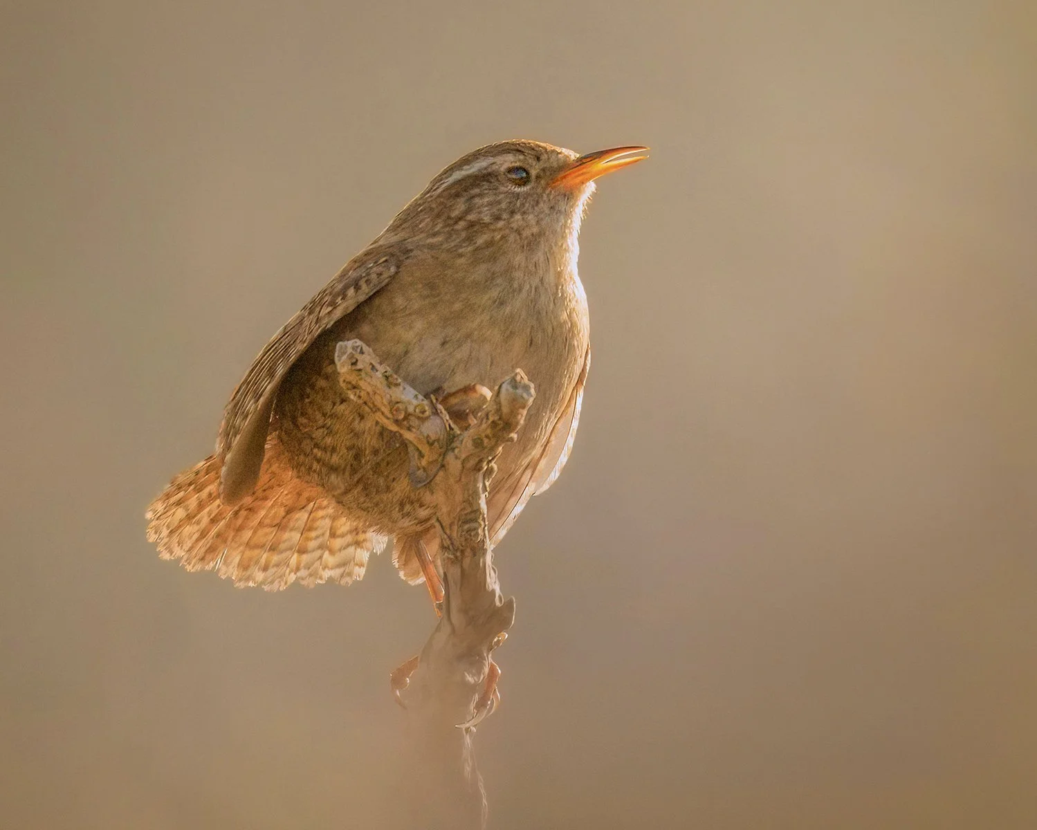 Wren
