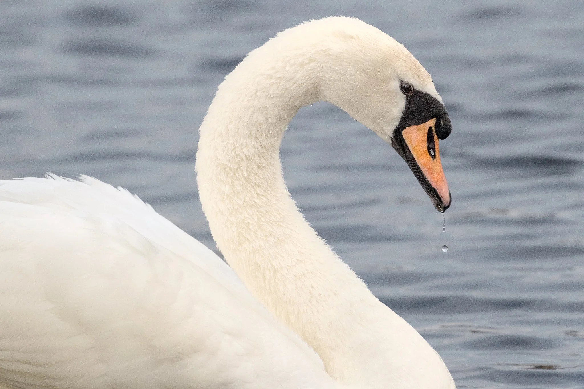 Mute Swan
