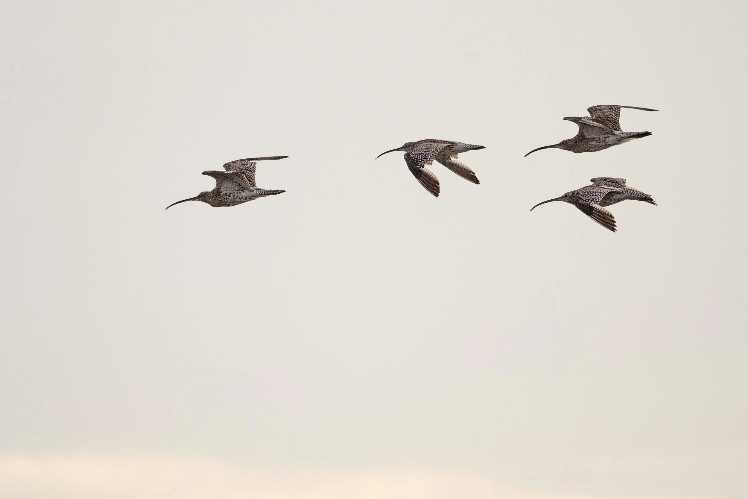 Curlew