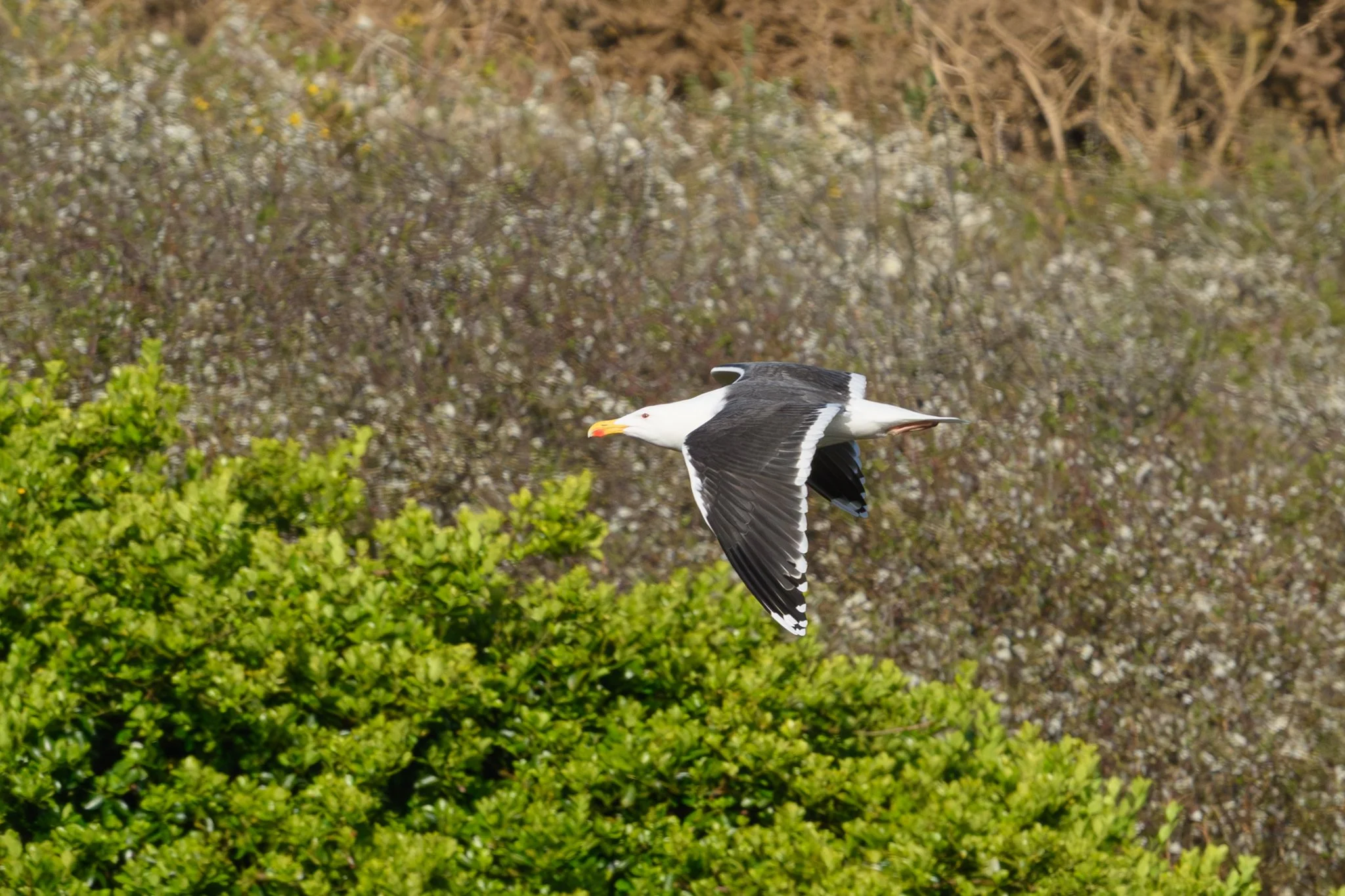 Gull, Lesser Black-backed 