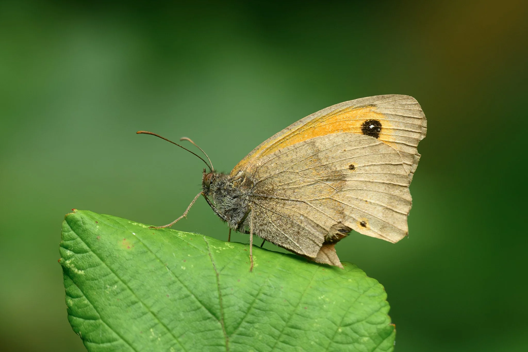 Meadow brown