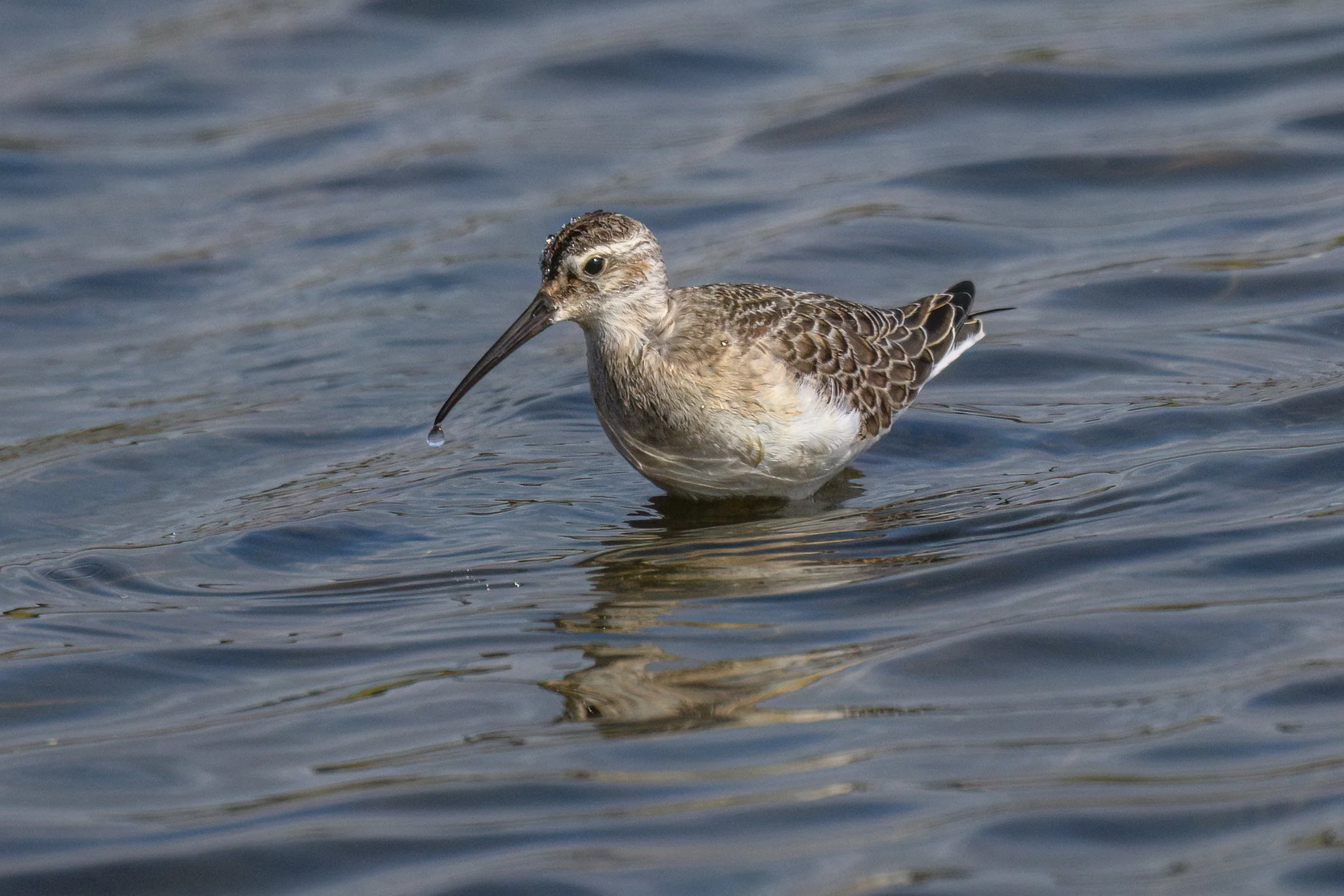 Curlew Sandpiper