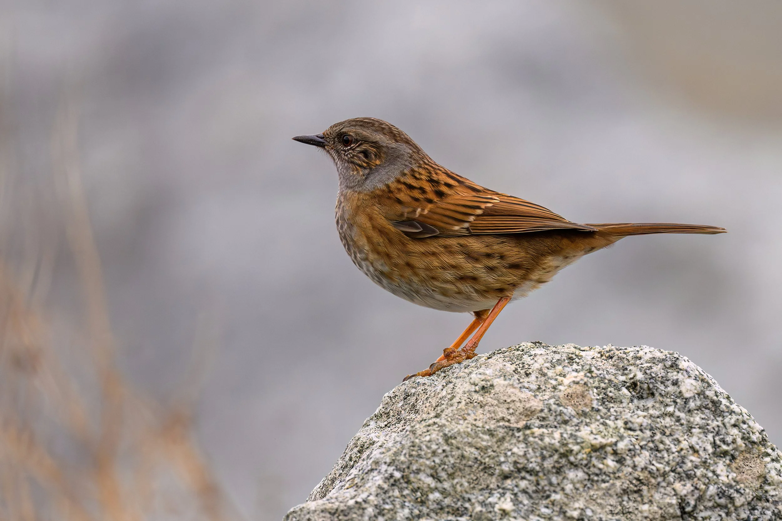 Dunnock