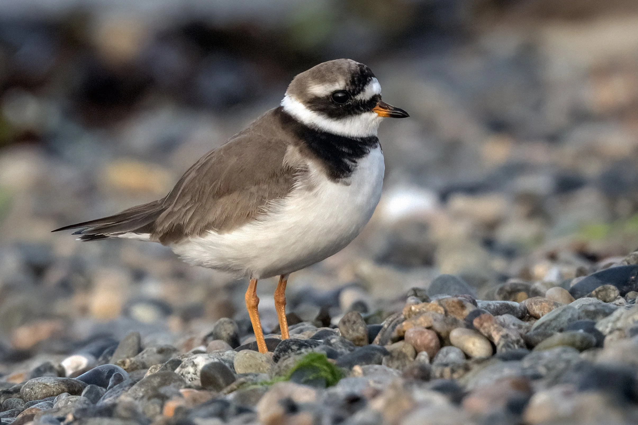 Ringed Plover