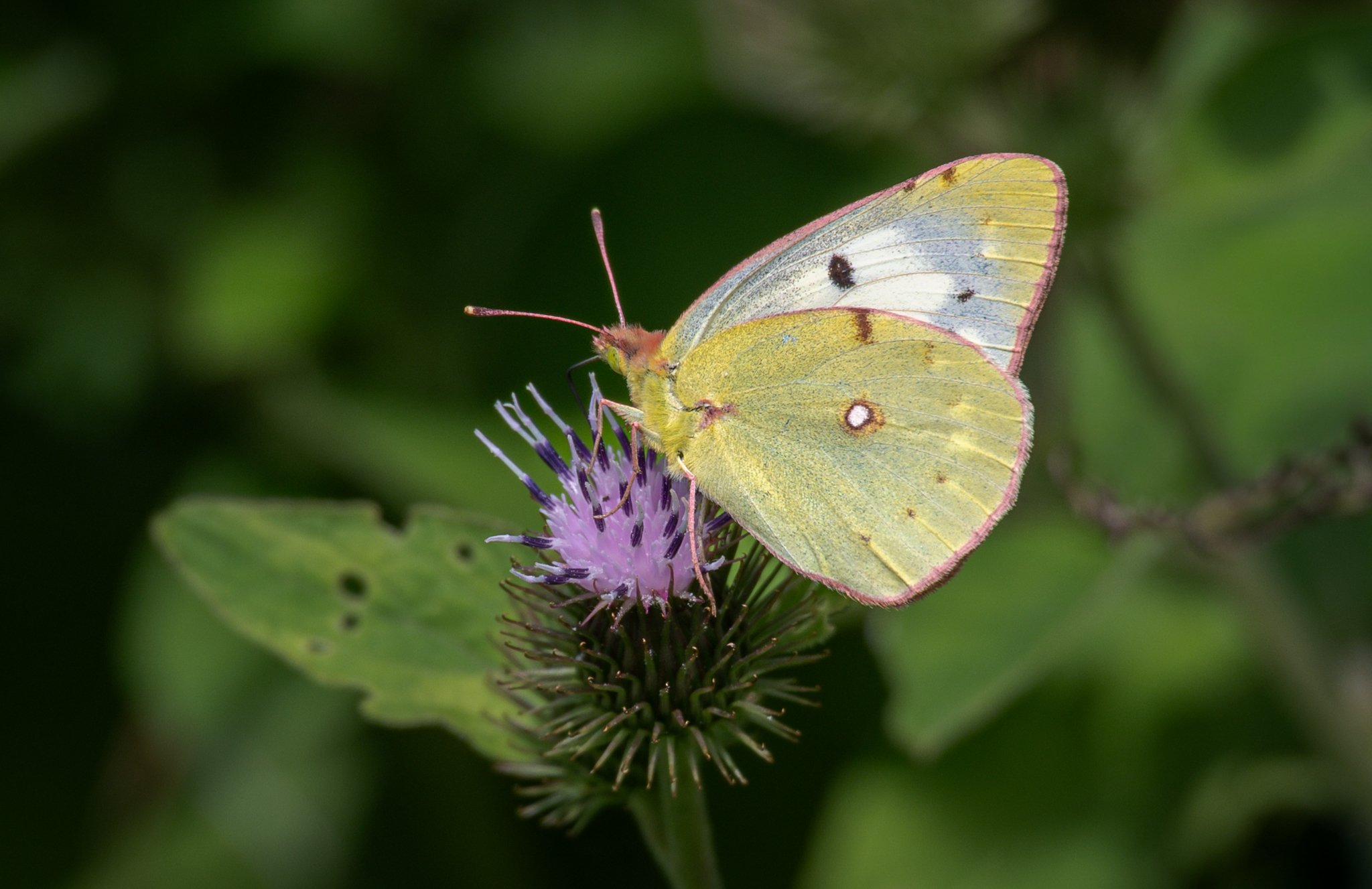 Clouded Yellow Helice variant