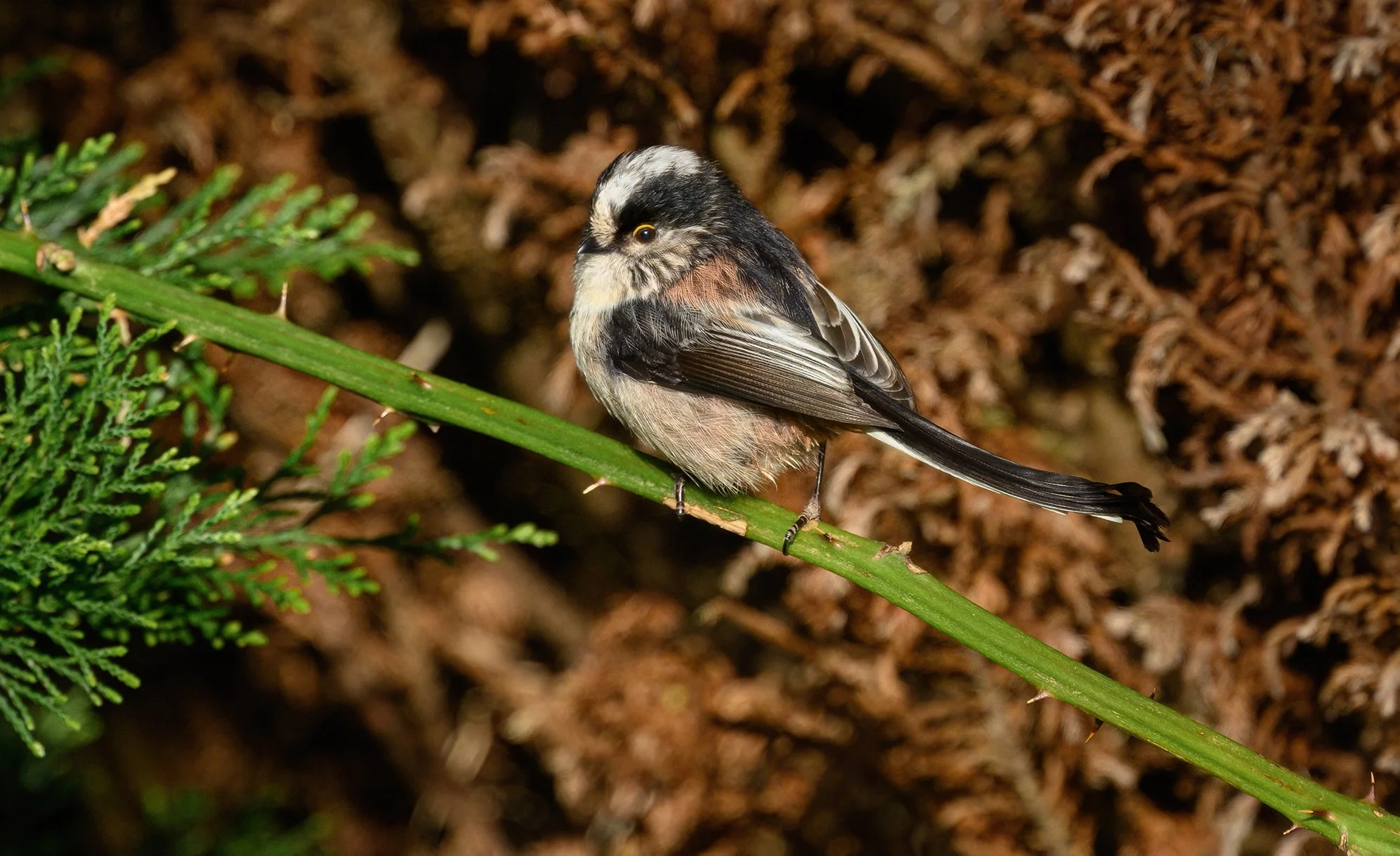 Long-tailed Tit