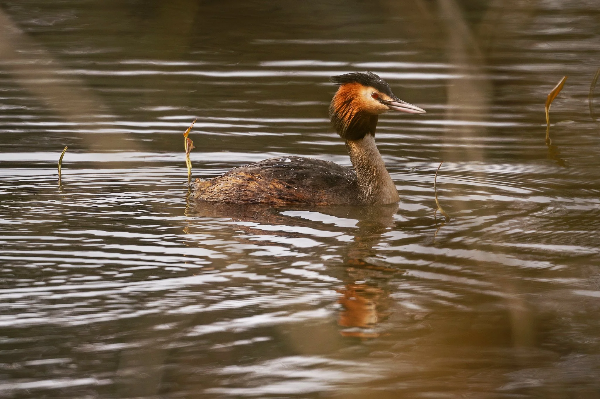 Great Crested Grebe