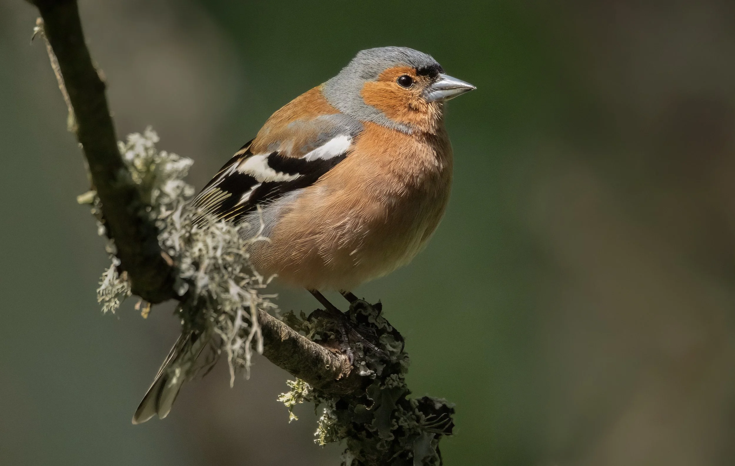 Chaffinch