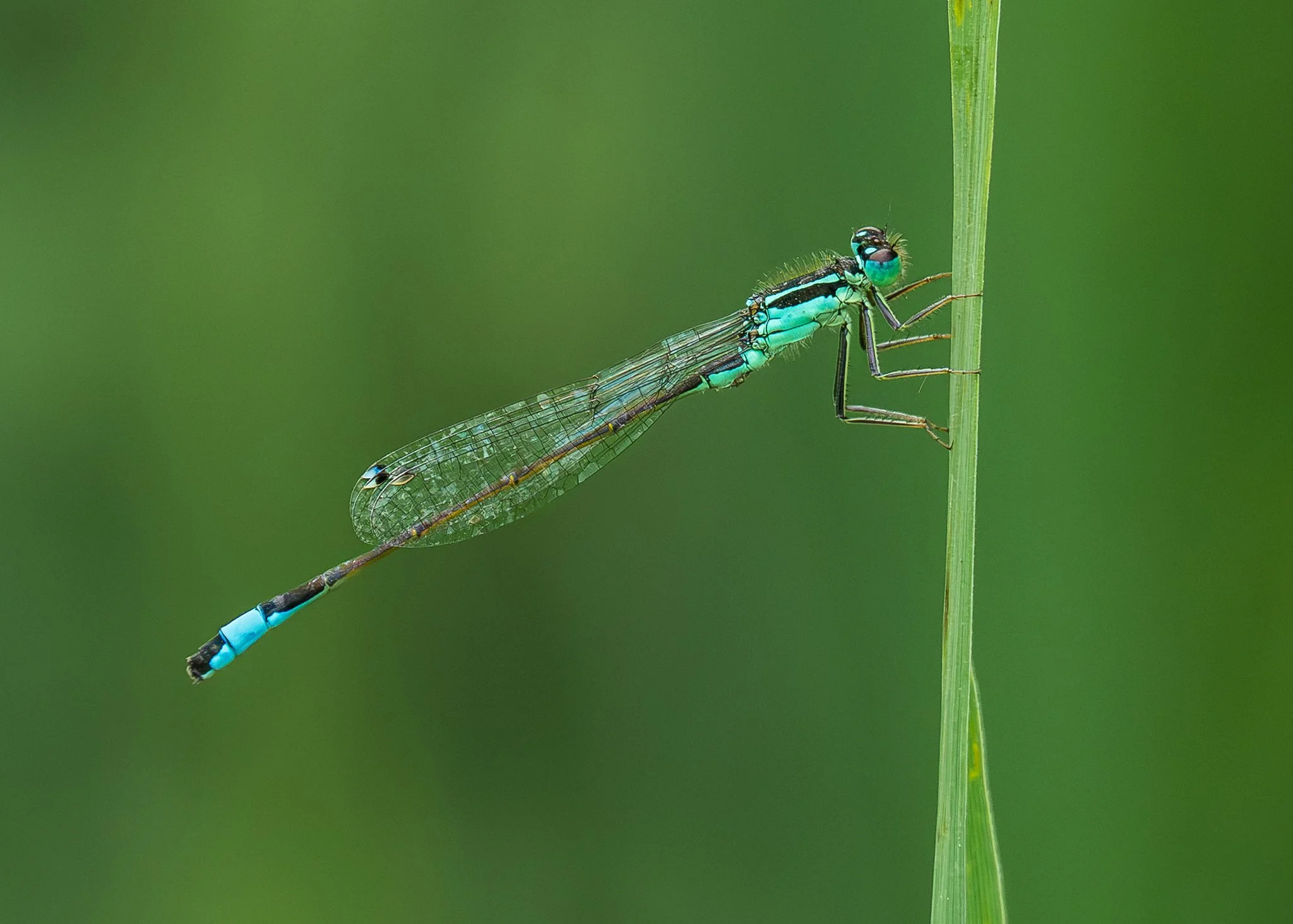 Blue-tailed damselfly