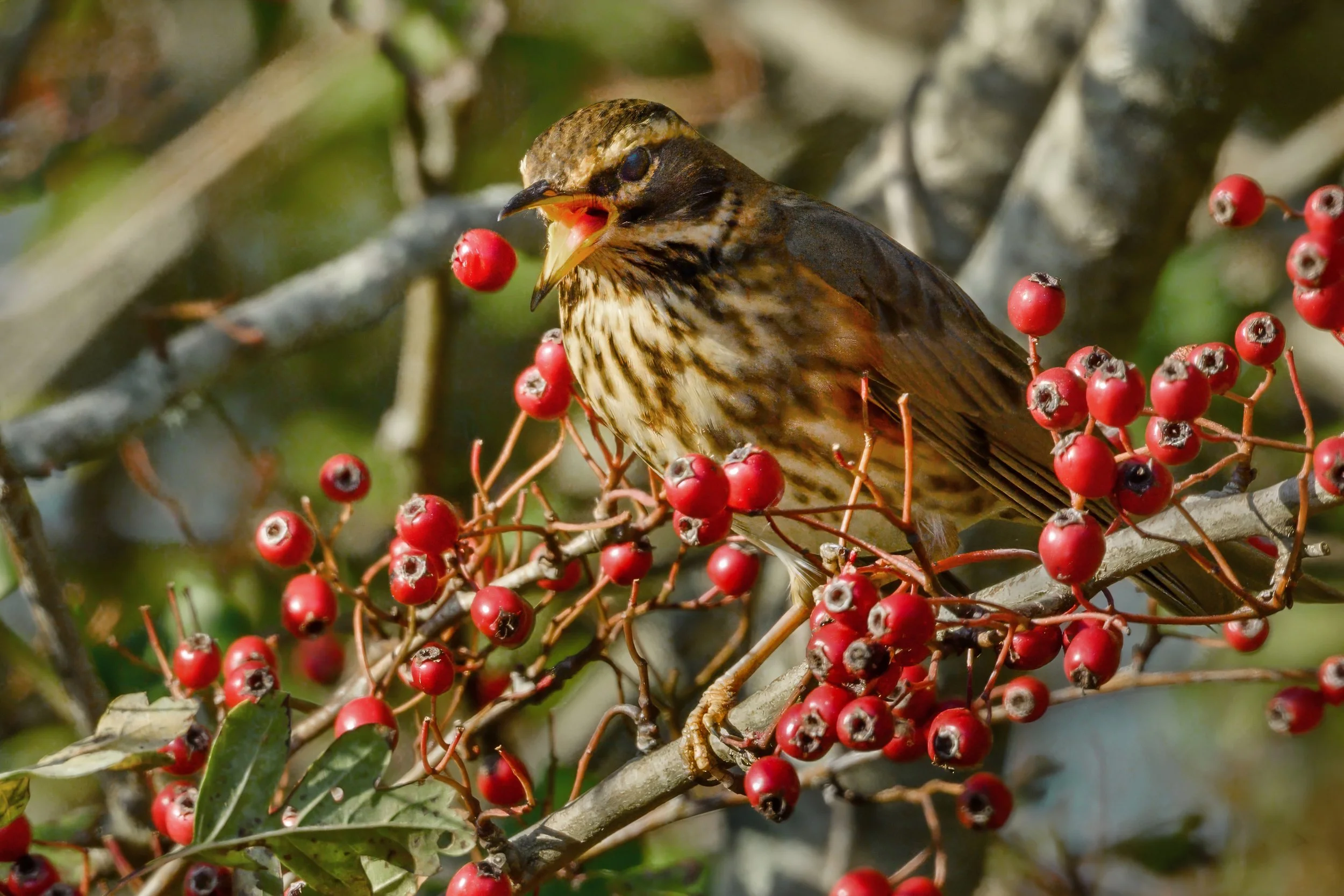 Redwing
