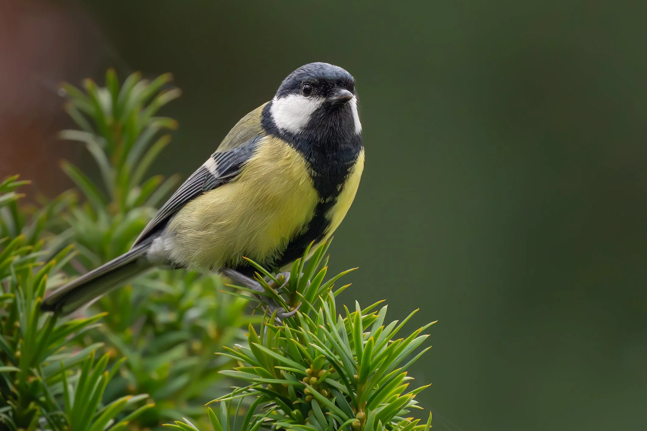 Great Tit