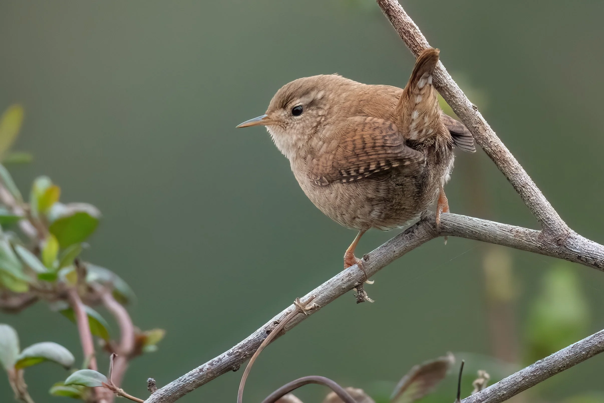 Wren