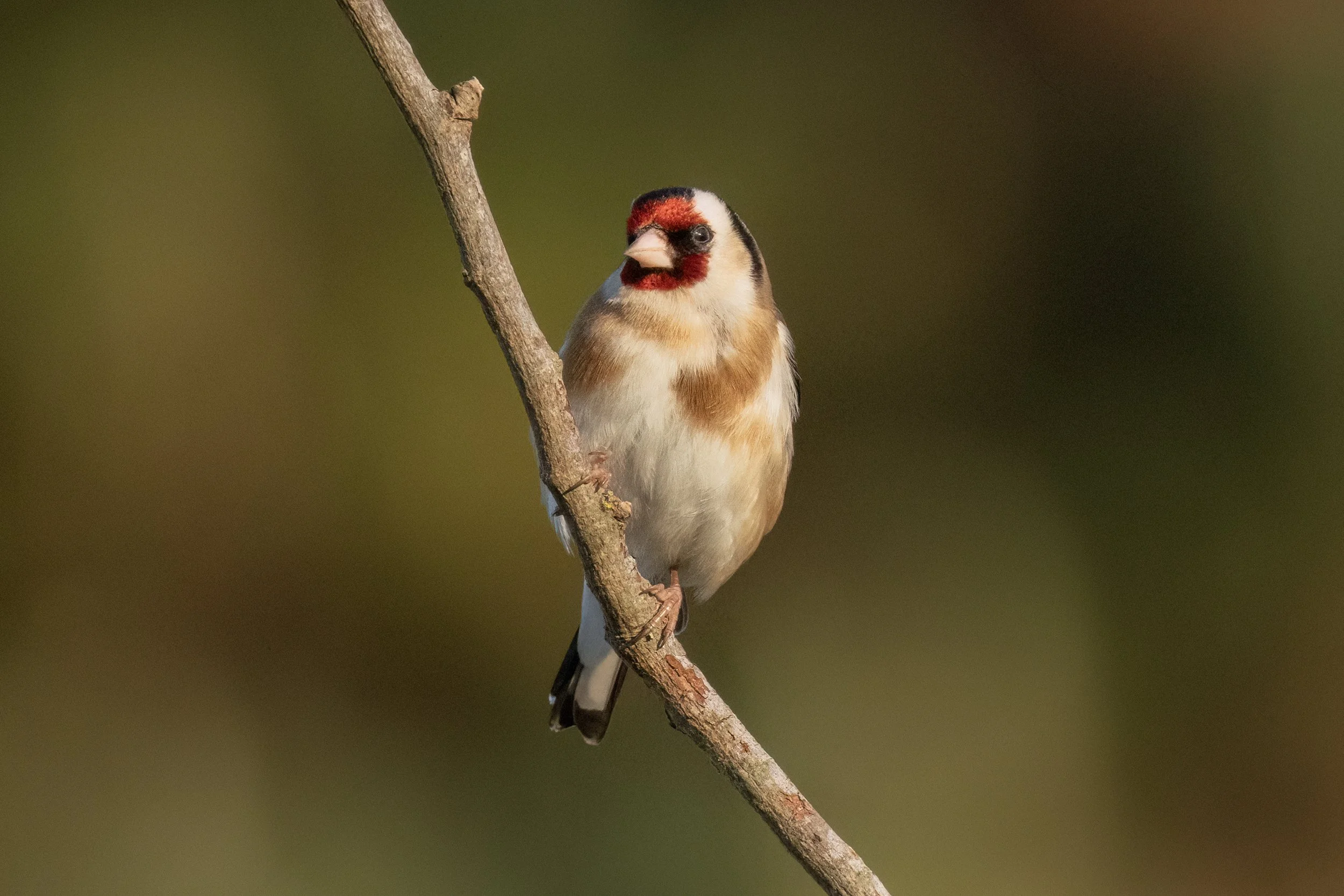 Goldfinch