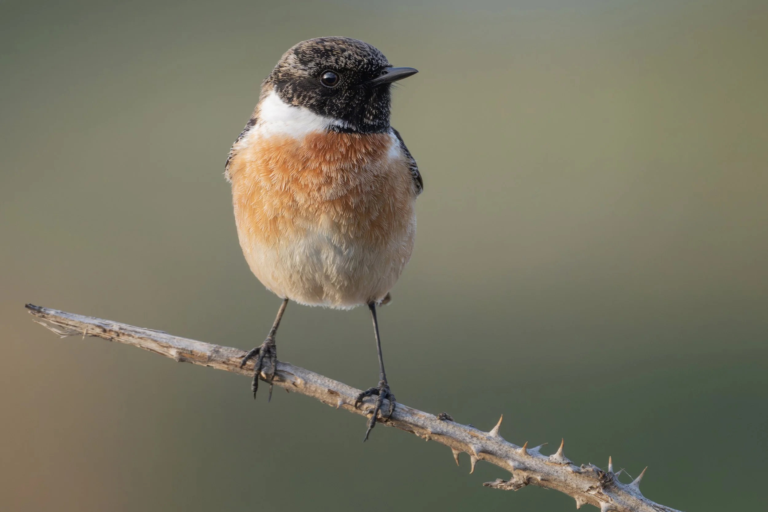 Stonechat (male)