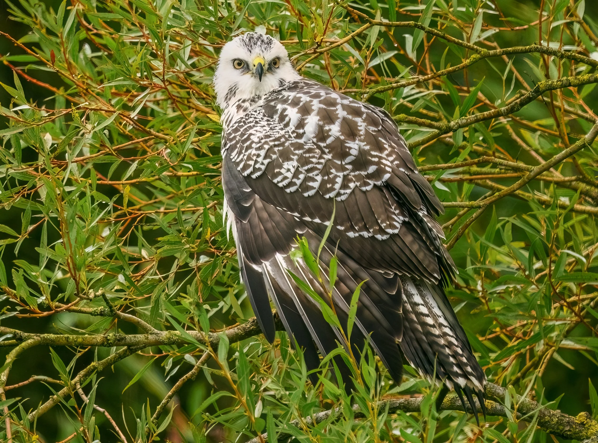 Buzzard (Pale Phase)