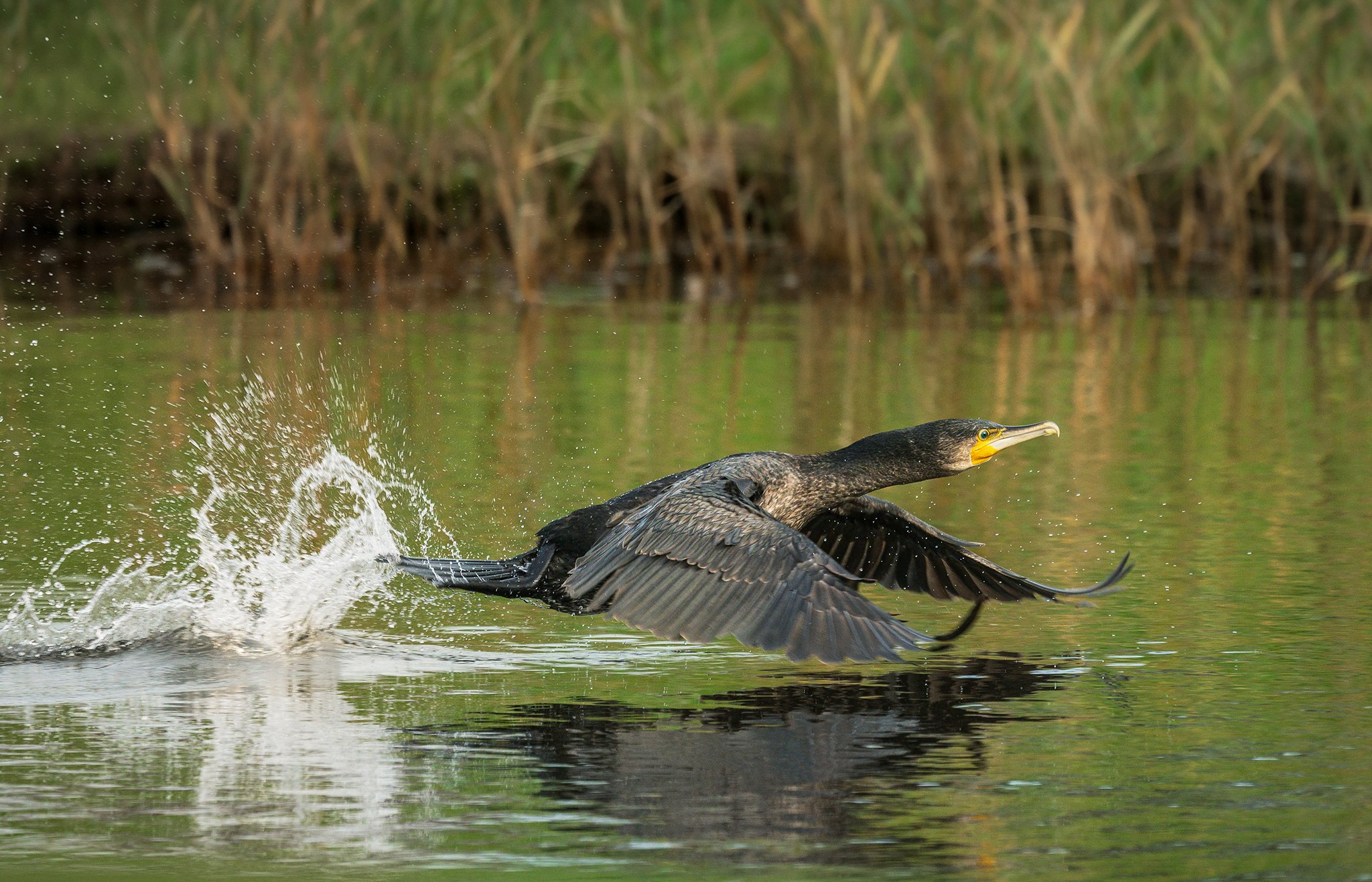 Cormorant