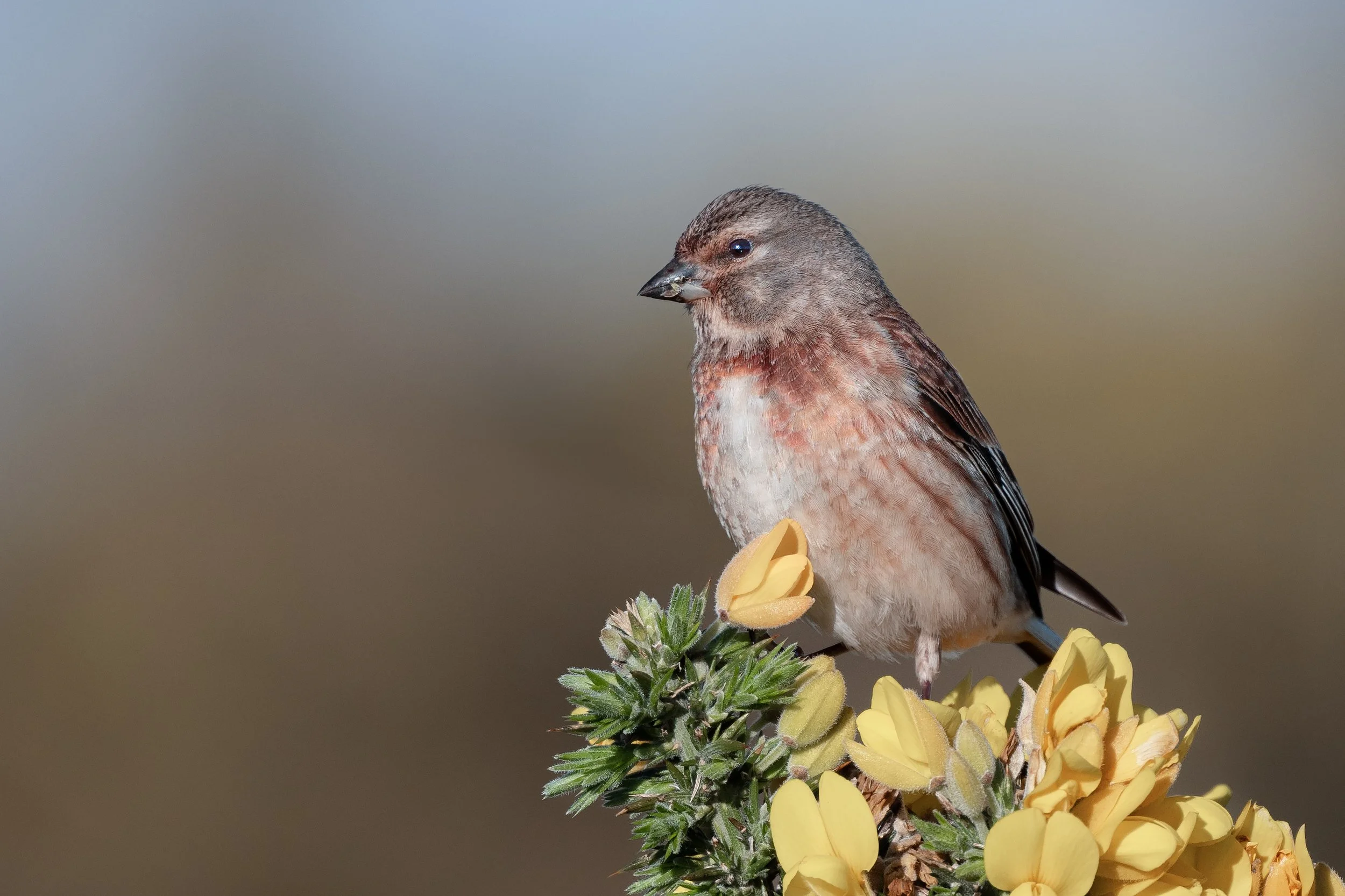 Linnet