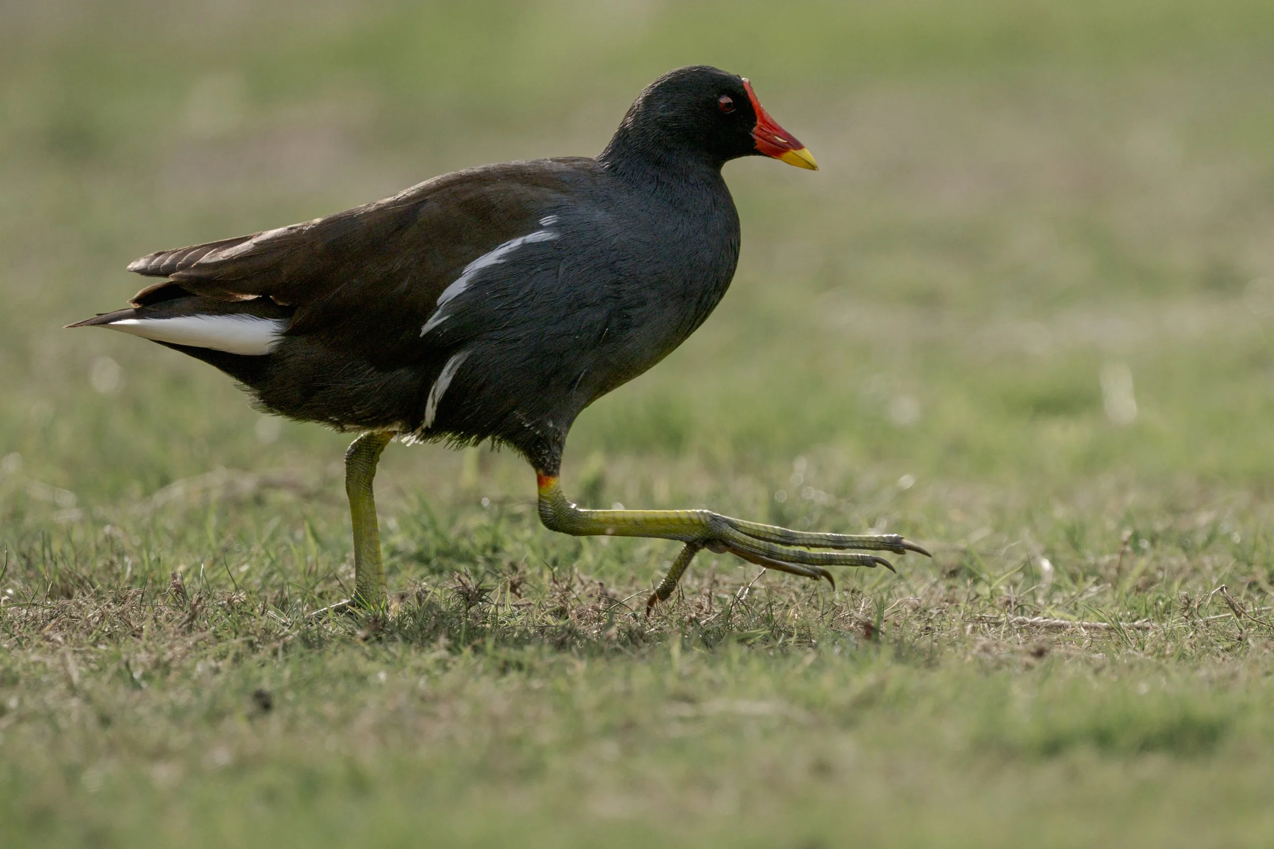 Moorhen