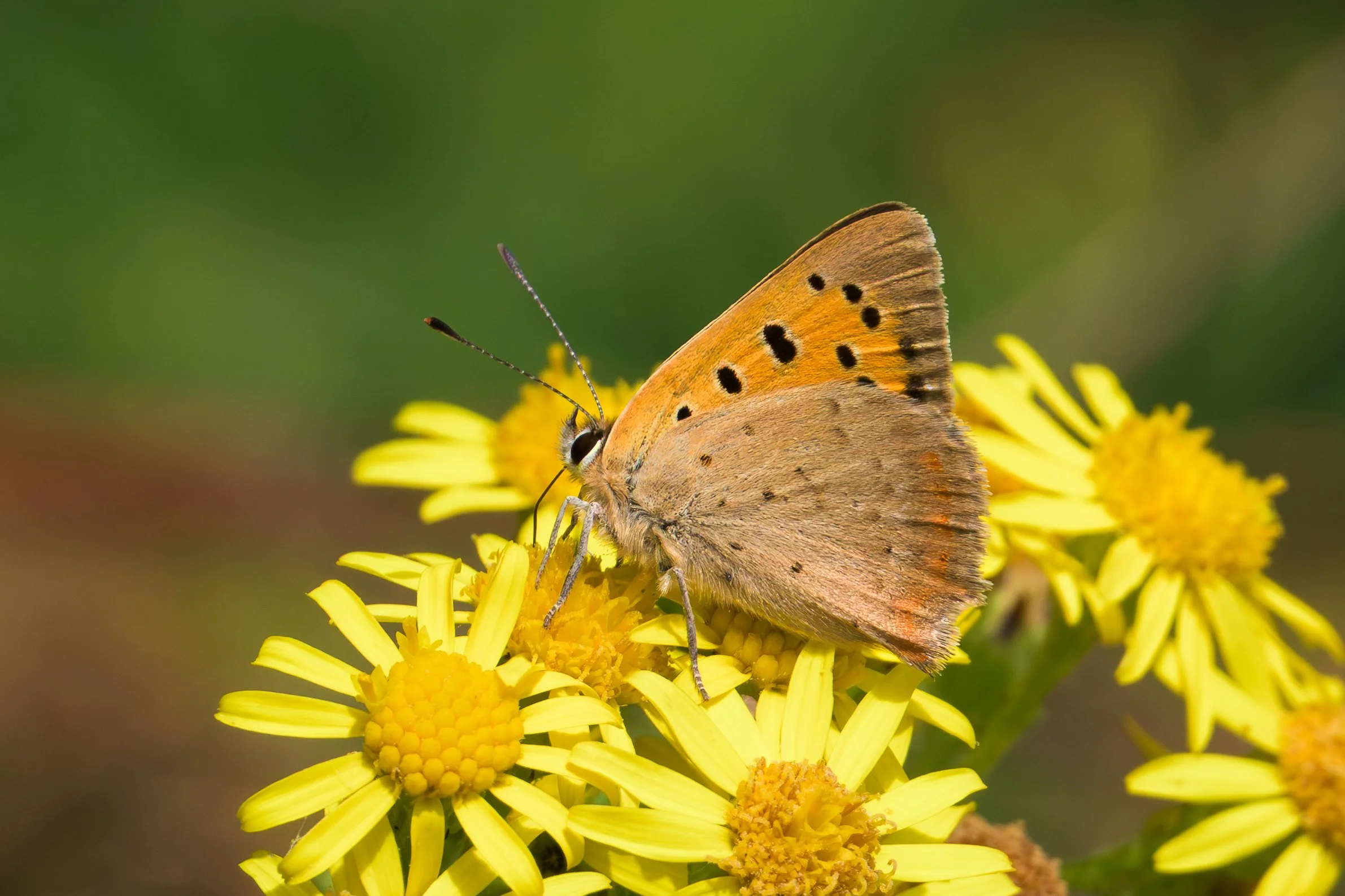Small Copper