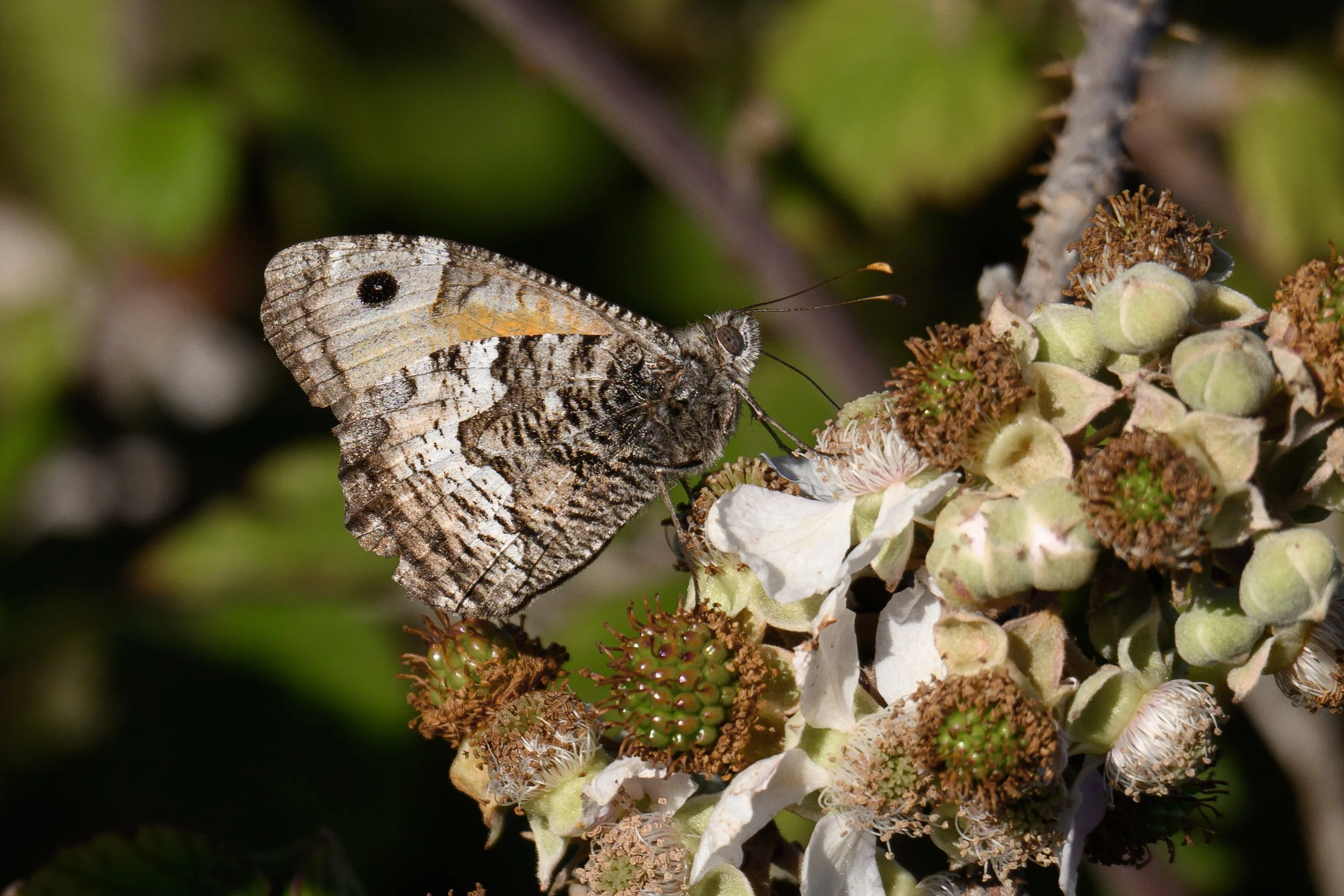 Grayling