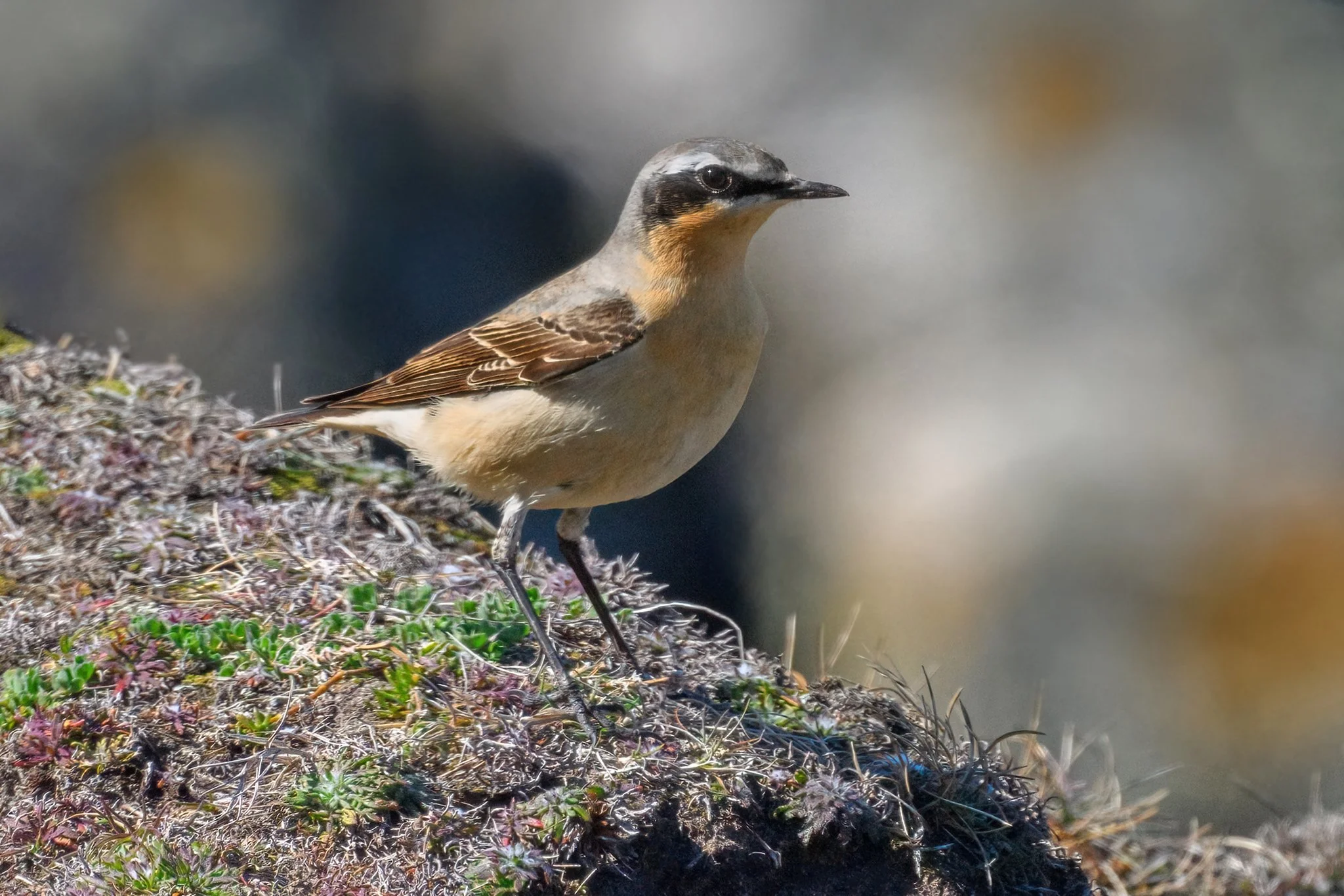 Wheatear