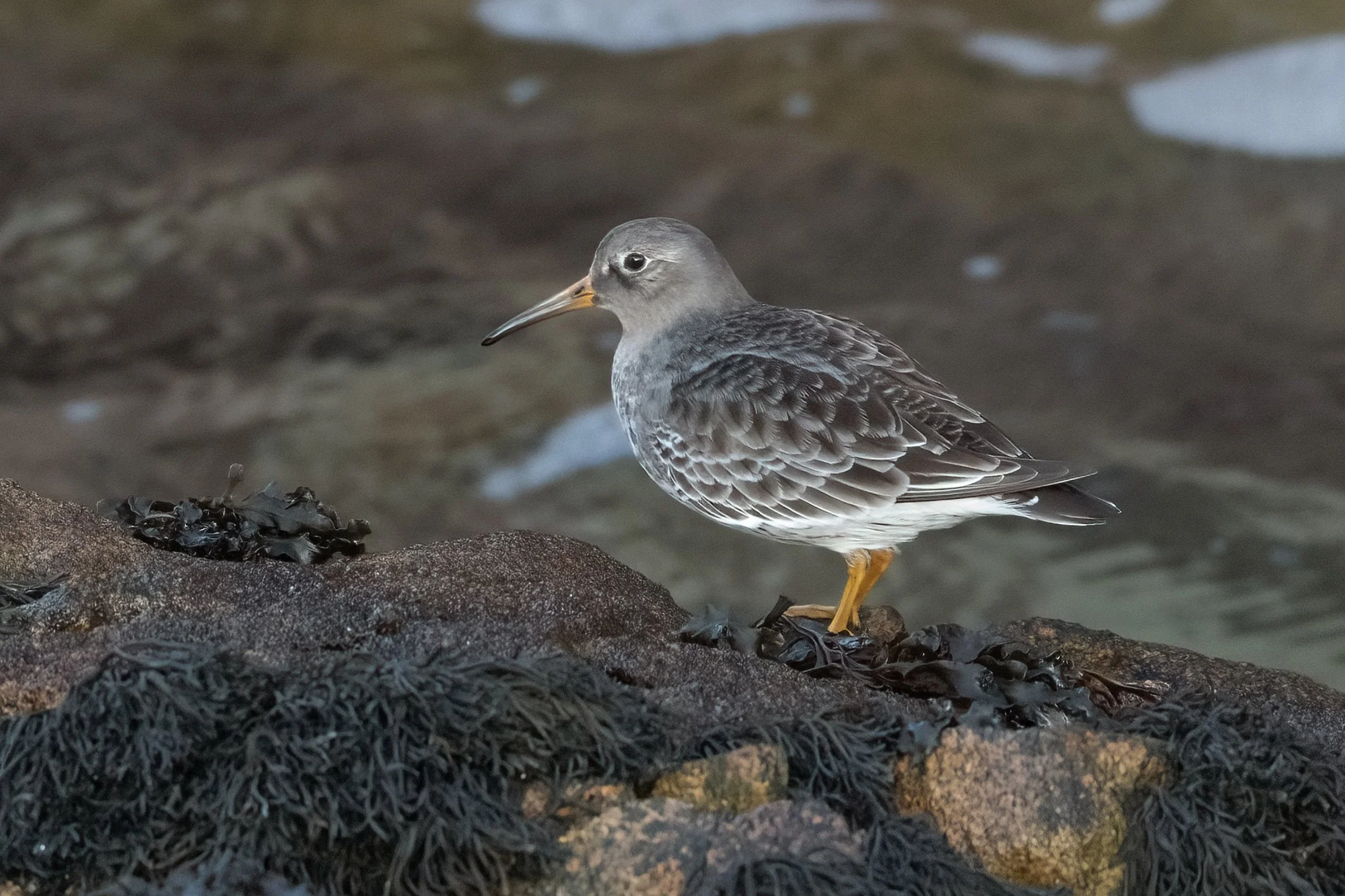 Purple Sandpiper