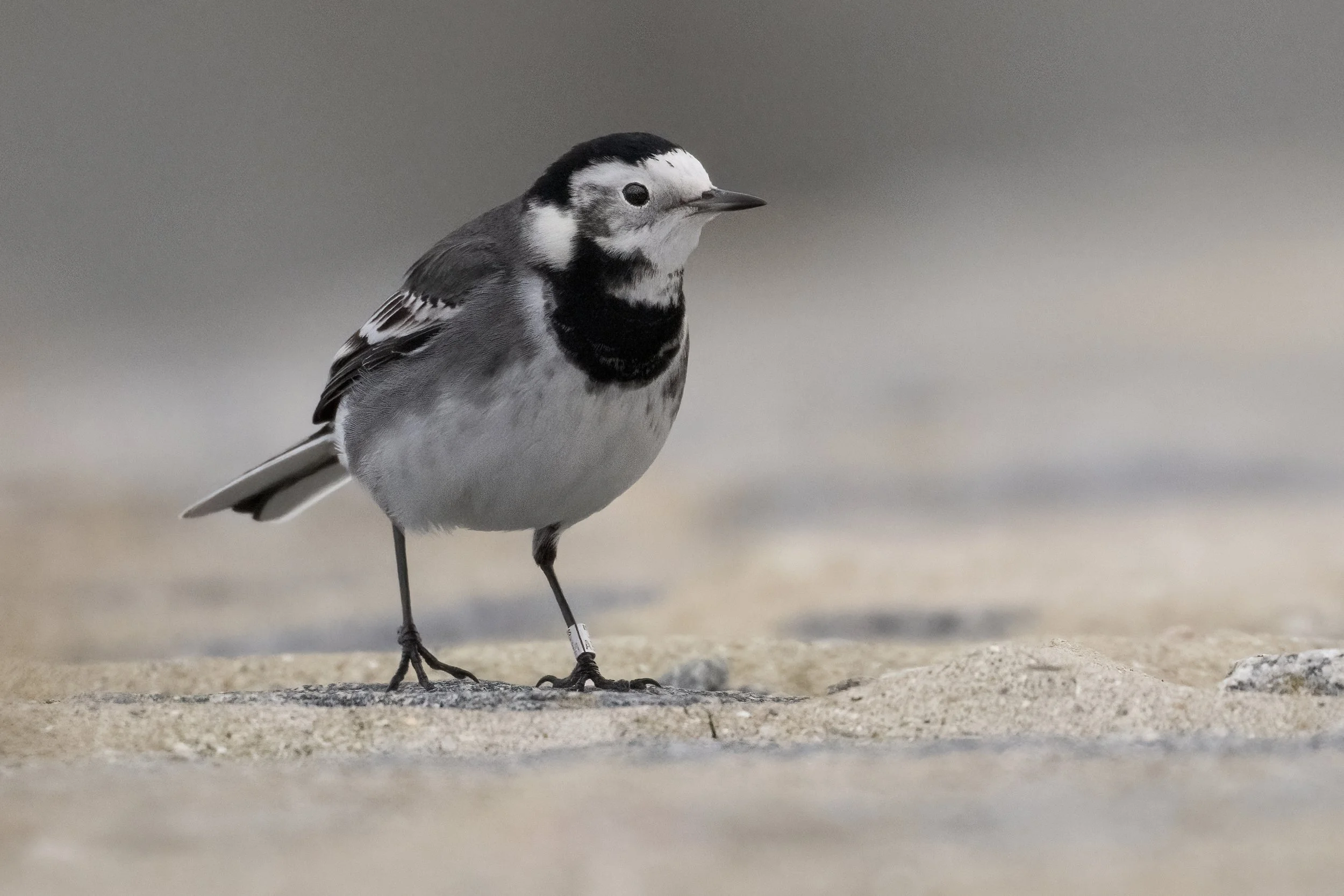 Pied Wagtail